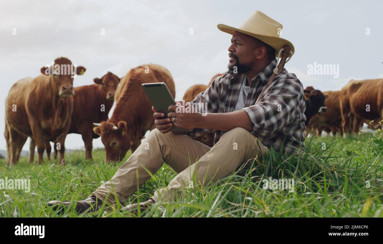 Er hat seine Werkzeuge für das Management der Landwirtschaft aufgestockt: Ein reifer Mann, der ein digitales Tablet benutzt, während er auf einem Kuhbetrieb arbeitet. Stockfoto