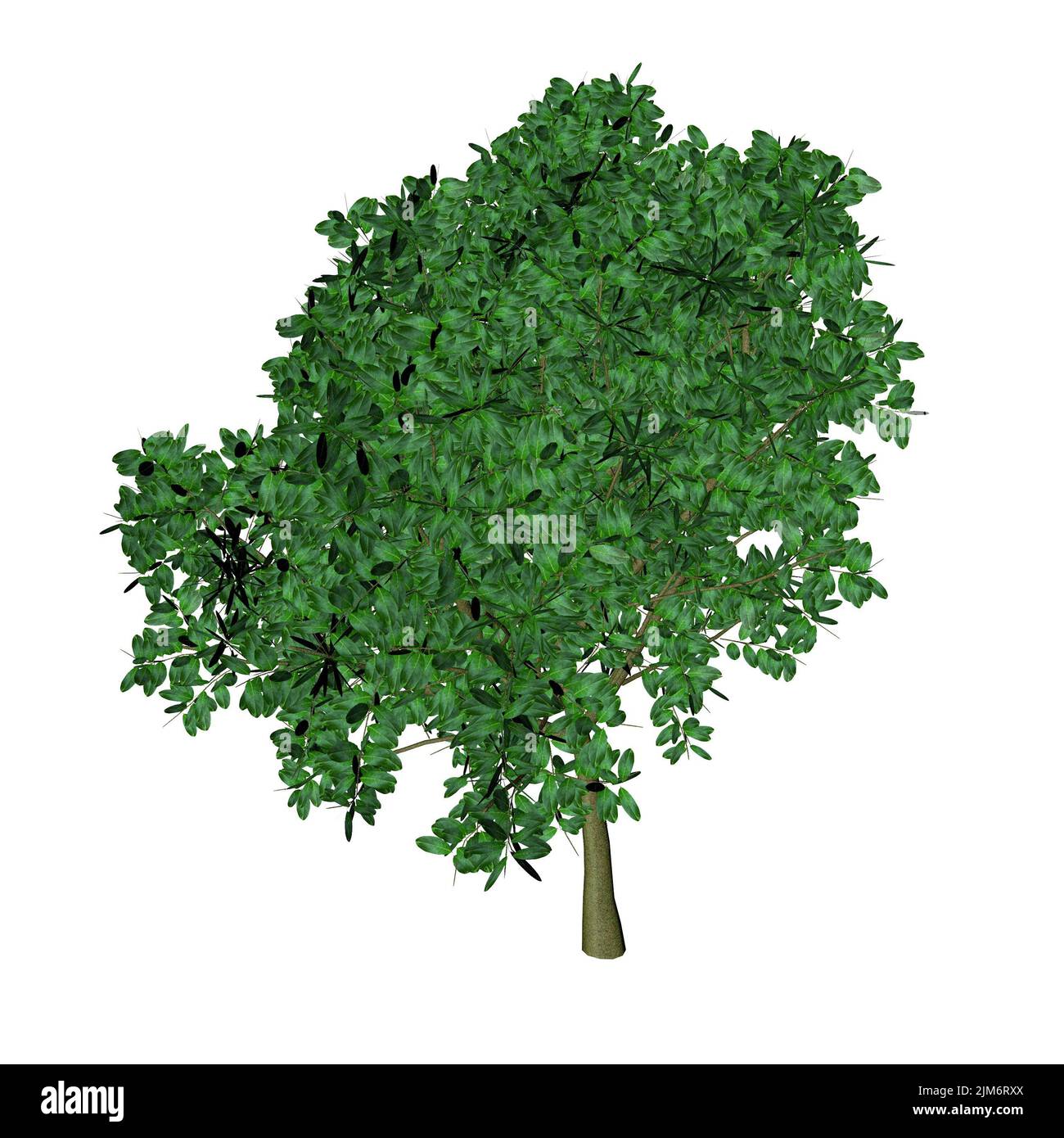 Ein 3D Rendering eines grünen Baumes isoliert auf weißem Hintergrund Stockfoto