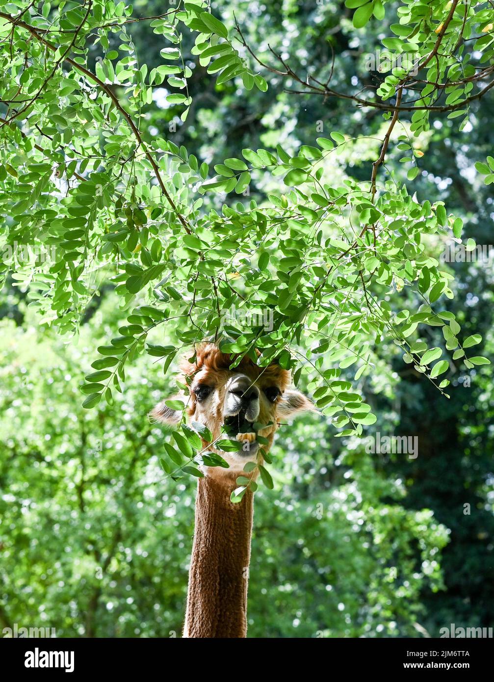 Vielitzsee, Deutschland. 28.. Juli 2022. Die Alpaka-Stute Sunrise frisst mit viel Genie auf grünen Blättern eines Rotkehlchen auf dem Gelände des Alpaka-Hofes 'Alpaca nigra'. Seit der Gründung des Hofes vor zwölf Jahren hat sich eine Herde von rund 60 Tieren zusammengeschlossen. Angeboten neben der Führung durch den Bauernhof seit diesem Jahr Alpaka Wanderungen in kleinen Gruppen von bis zu acht Tieren. Im Hofladen werden unter anderem Produkte aus der besonders weichen Alpakawolle verkauft. Quelle: Jens Kalaene/dpa/Alamy Live News Stockfoto