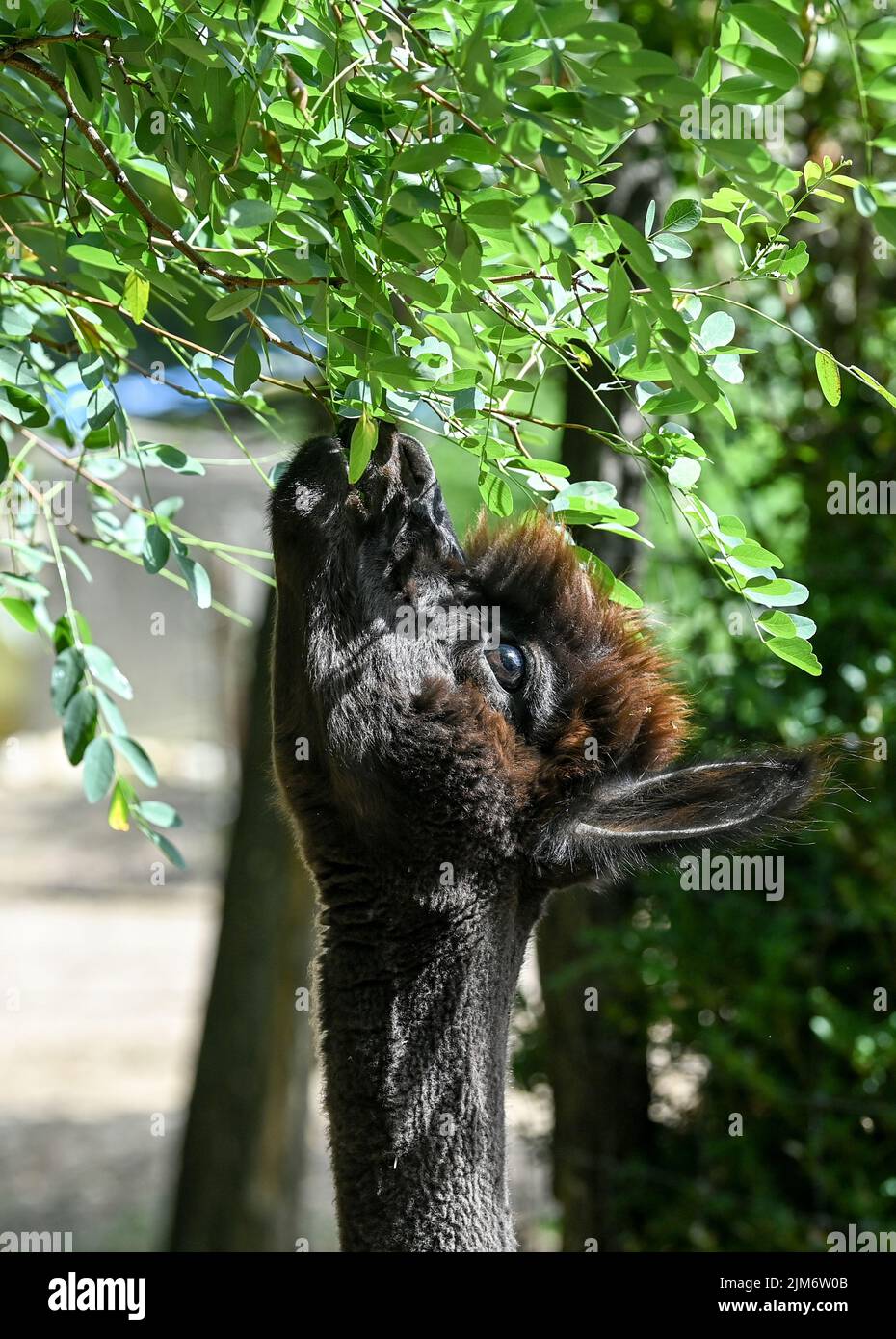 Vielitzsee, Deutschland. 28.. Juli 2022. Auf dem Gelände der Alpaka-Farm 'Alpaca nigra' isst ein Alpaka gerne grüne Blätter eines Rotkehlchen. Seit der Gründung des Hofes vor zwölf Jahren hat sich eine Herde von rund 60 Tieren zusammengeschlossen. Angeboten neben der Führung durch den Bauernhof seit diesem Jahr Alpaka Wanderungen in kleinen Gruppen von bis zu acht Tieren. Im Hofladen werden unter anderem Produkte aus der besonders weichen Alpakawolle verkauft. Quelle: Jens Kalaene/dpa/Alamy Live News Stockfoto