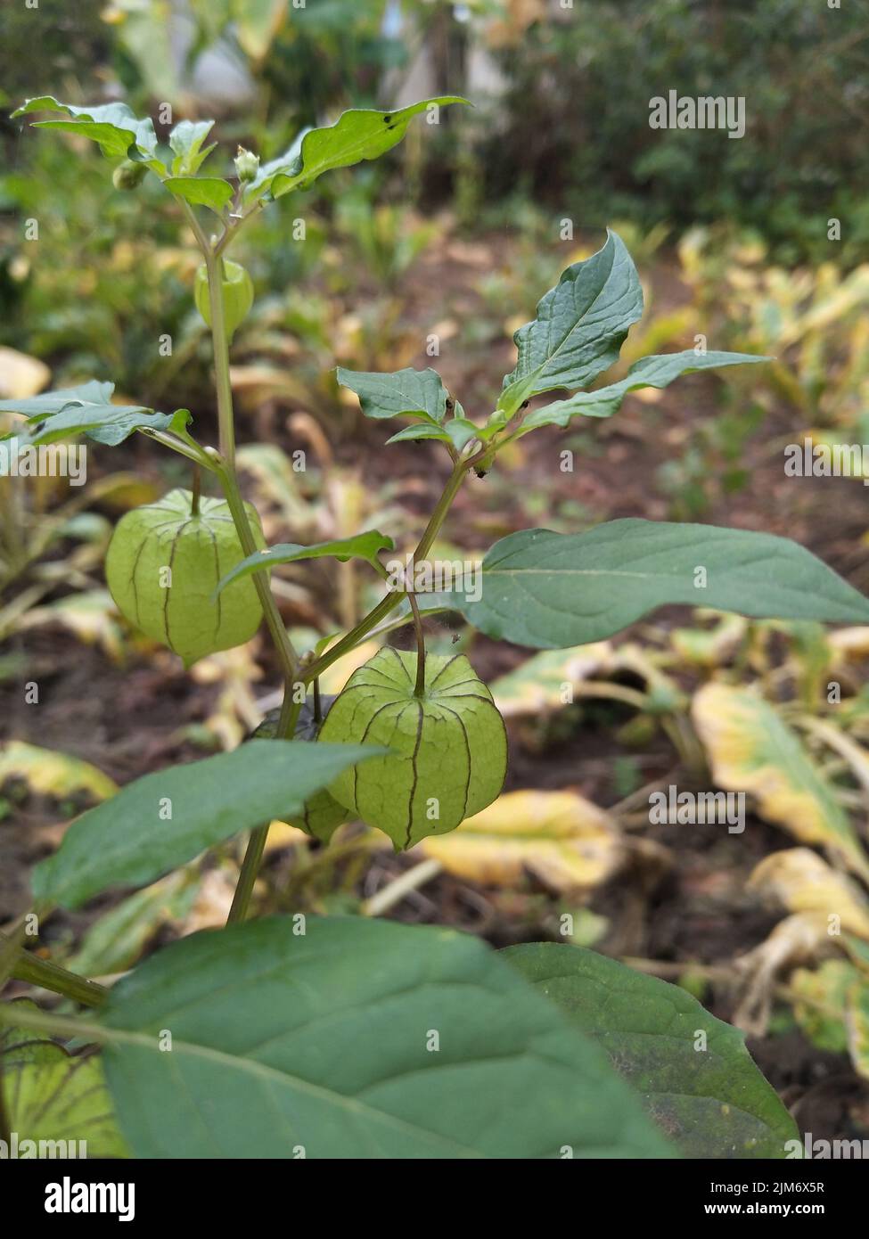 Ciplukan oder Physalis angulata, eine der Wildpflanzen, die verschiedene Krankheiten wirksam behandeln Stockfoto