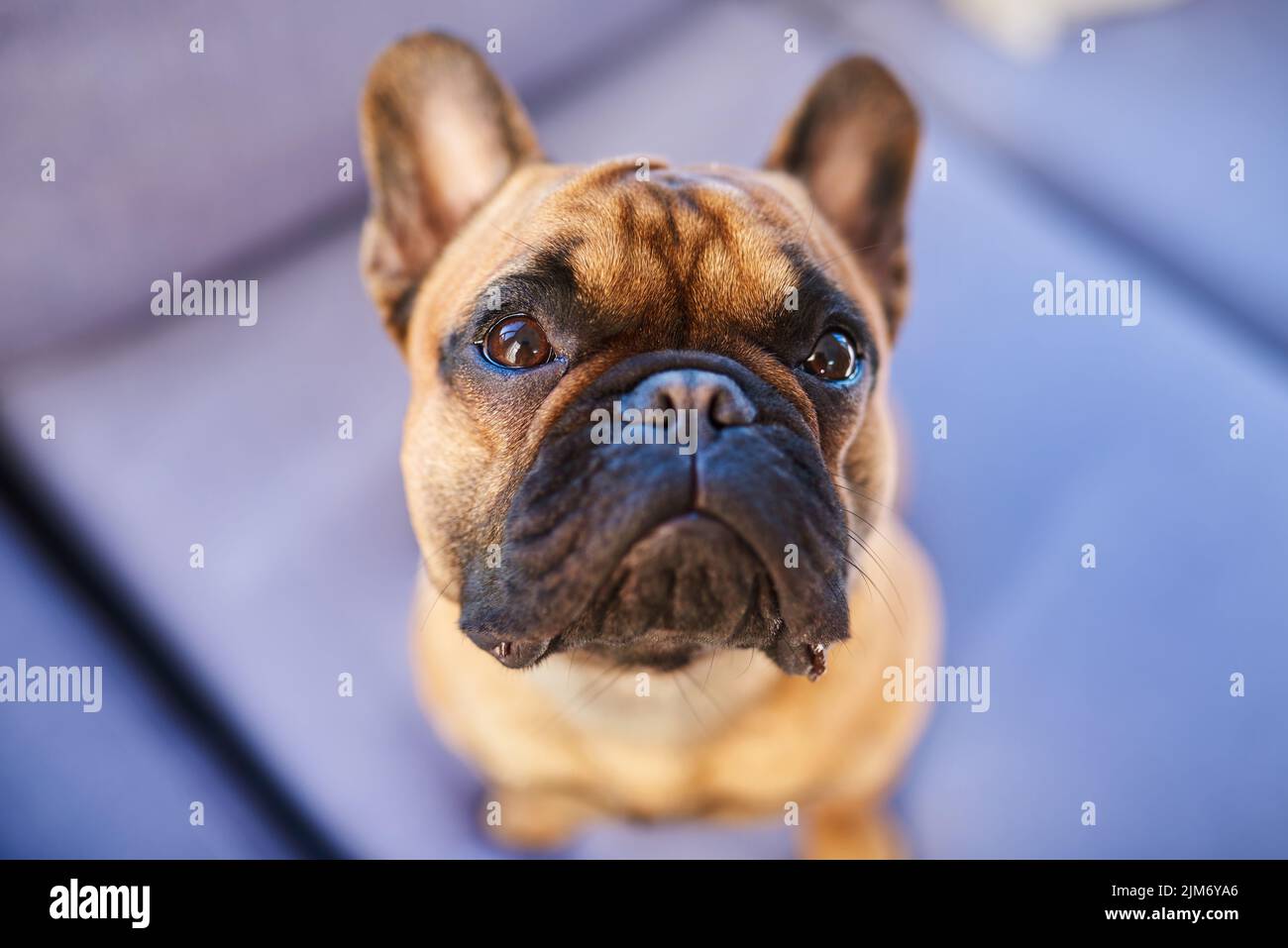Hunde sind die treuesten Kreaturen auf der Erde. Ein entzückender Hund zu Hause. Stockfoto