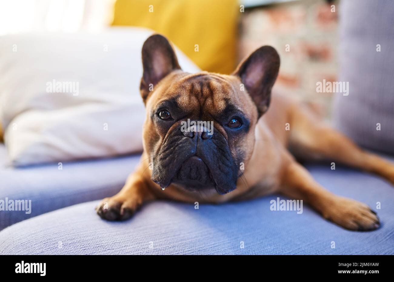 Möchten Sie mich streicheln? Ein entzückender Hund, der sich zu Hause auf einer Couch ausruht? Stockfoto