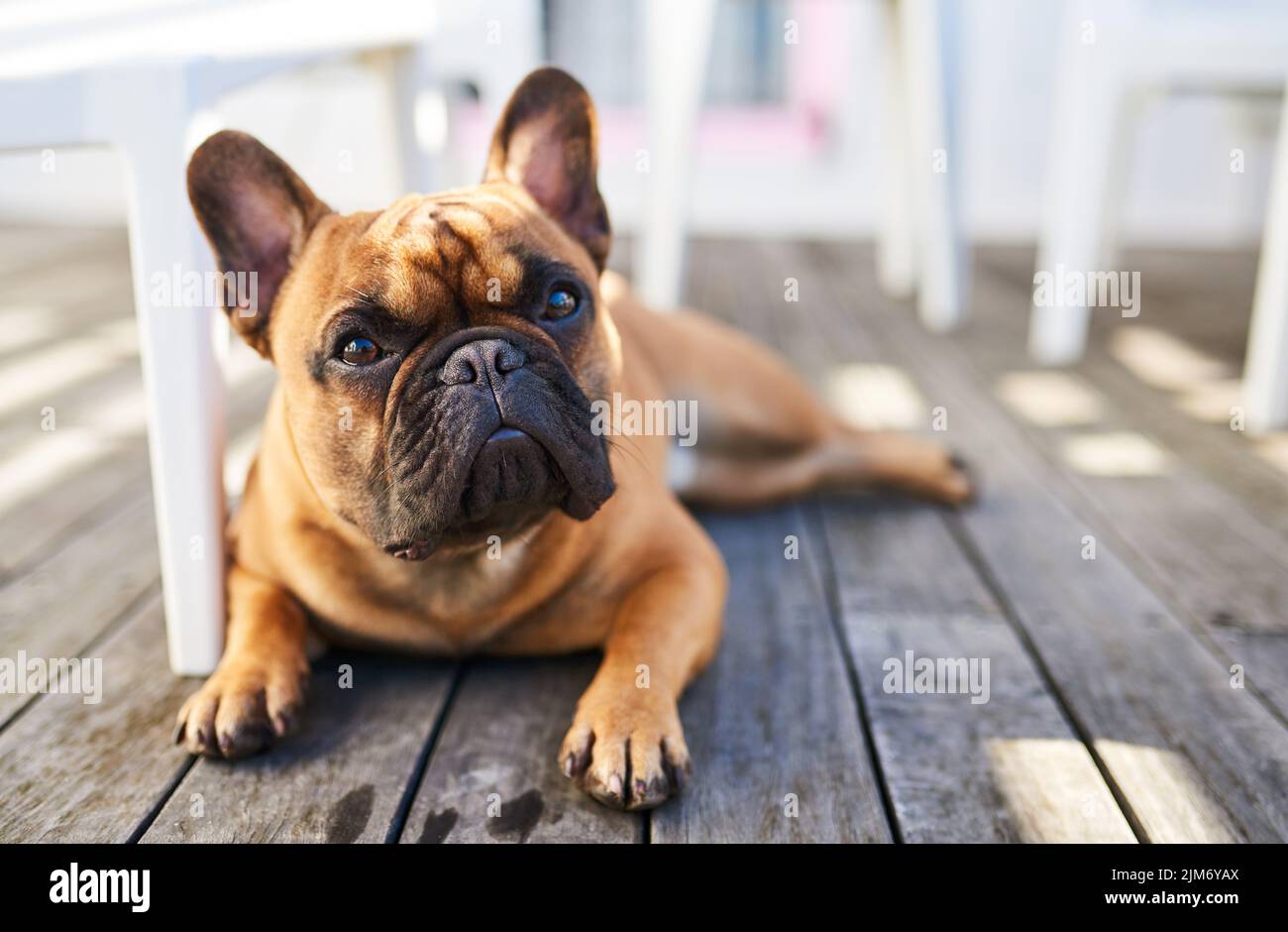Chillen an der frischen Luft. Ein entzückender Hund, der sich im Freien ausruhen kann. Stockfoto