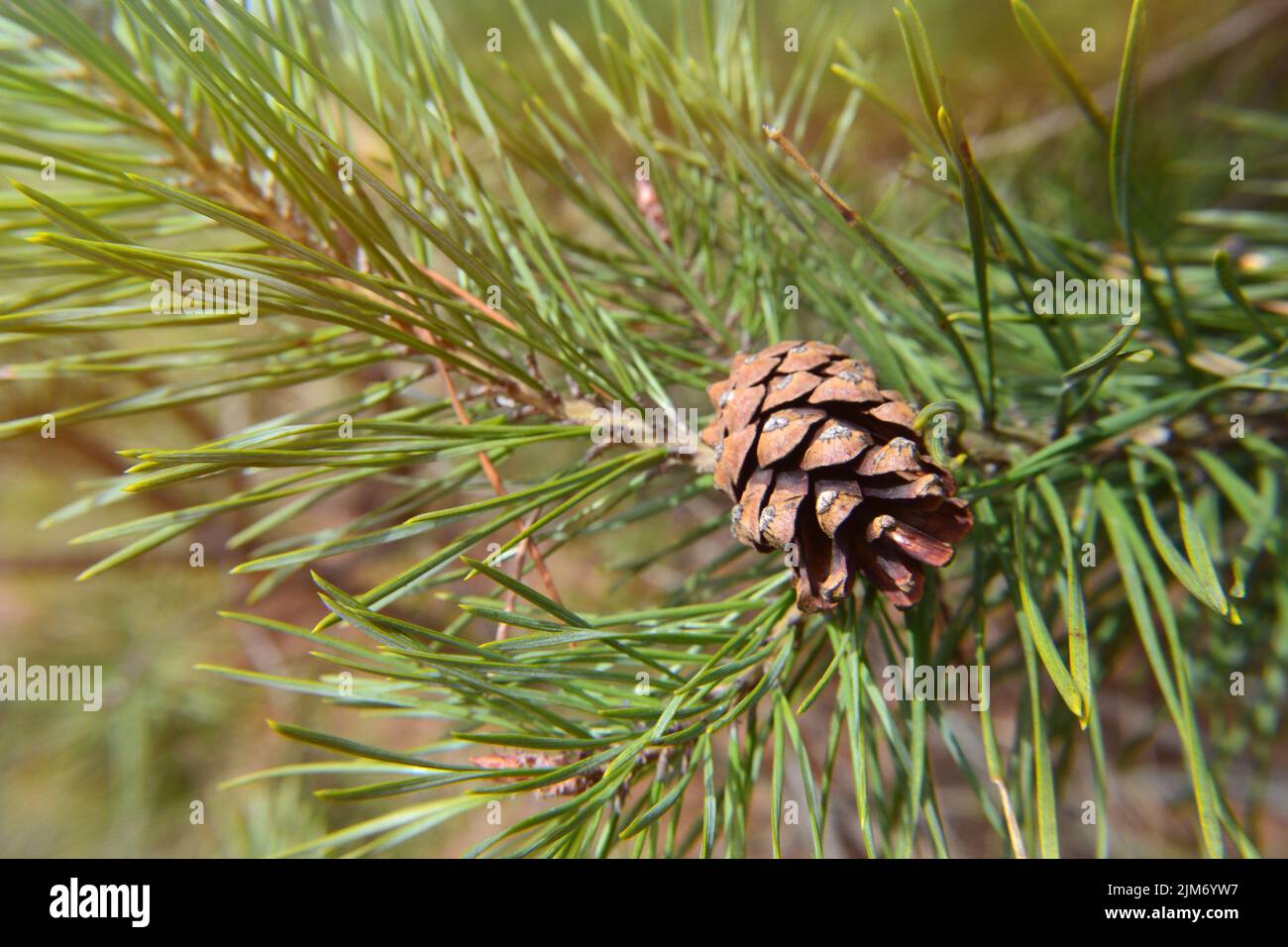 Tannenzapfen auf einem Zweig, Nadelhintergrund. Eine schöne Kiefer Knospen in einem sonnigen Frühling oder Sommertag. Nahaufnahme eines Baumzweiges. Die Schönheit des Waldes Stockfoto