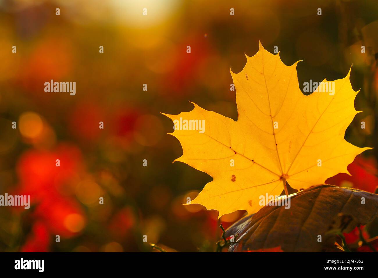 Ahornblatt auf verschwommenem Herbstwaldhintergrund in hellem Sonnenlicht. Herbst natürlichen Pflanzenhintergrund in warmen Tönen.Herbstsaison.schöne Natur Stockfoto