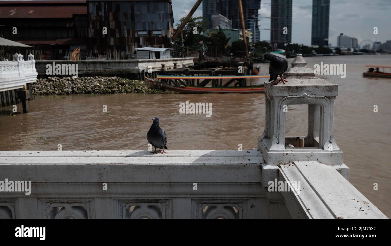 Tauben in der Stadt beobachten schmutziges Wasser Bangkok Thailand Stockfoto