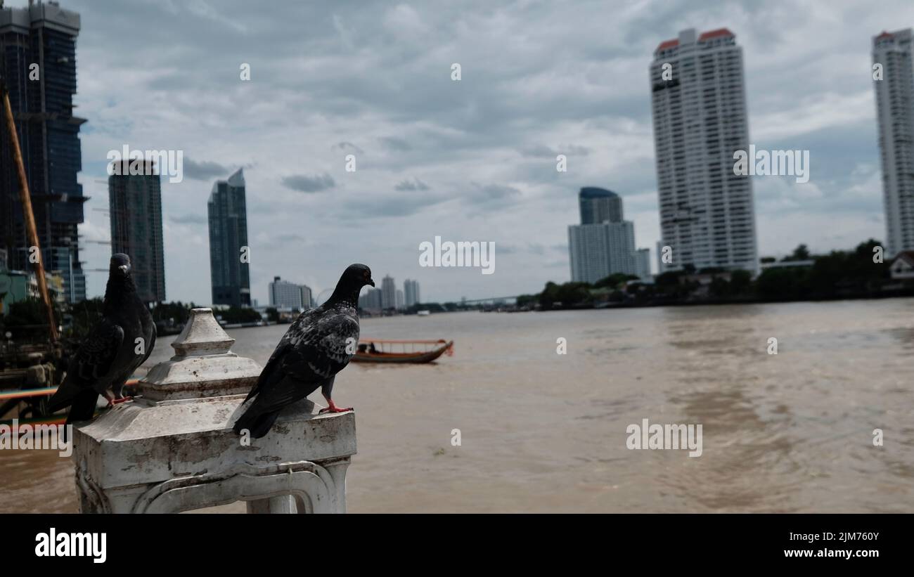Tauben in der Stadt beobachten schmutziges Wasser Bangkok Thailand Stockfoto