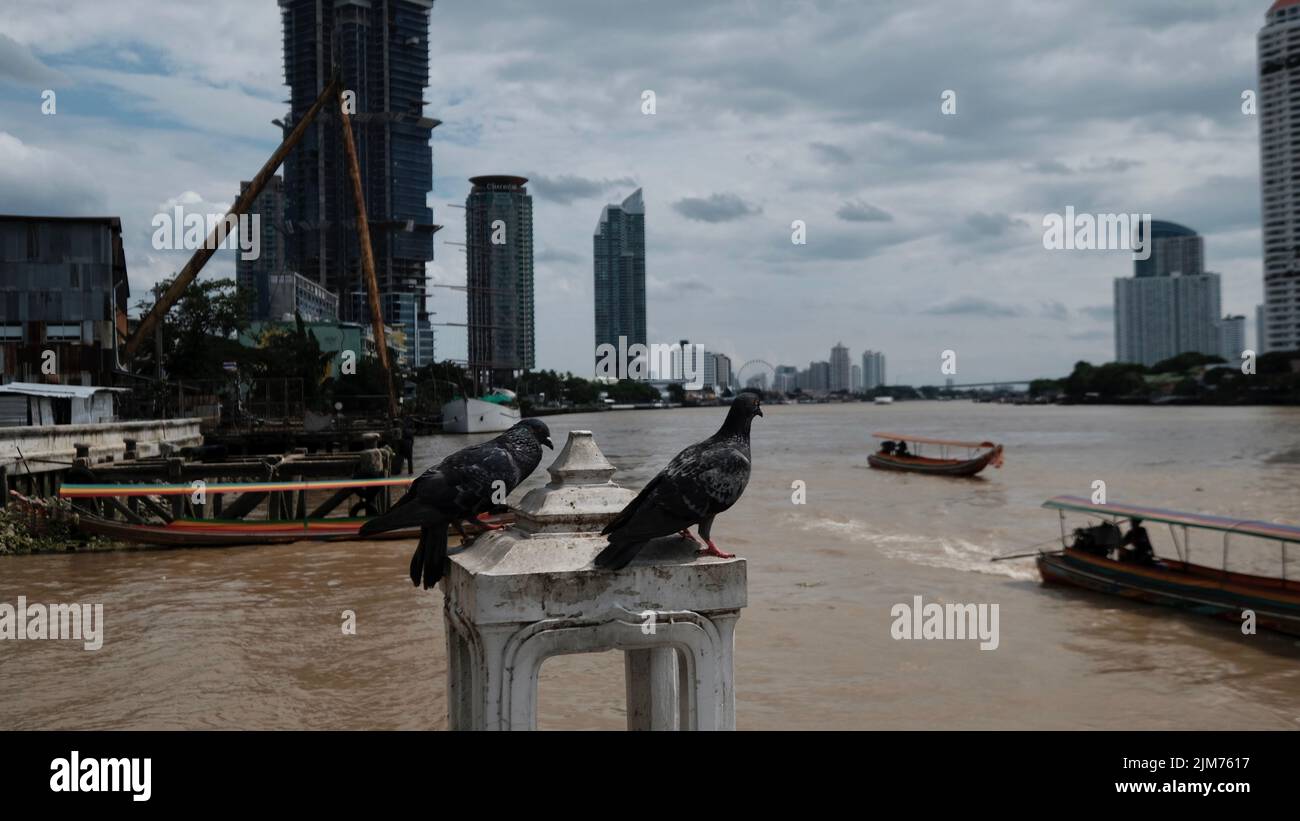 Tauben in der Stadt beobachten schmutziges Wasser Bangkok Thailand Stockfoto