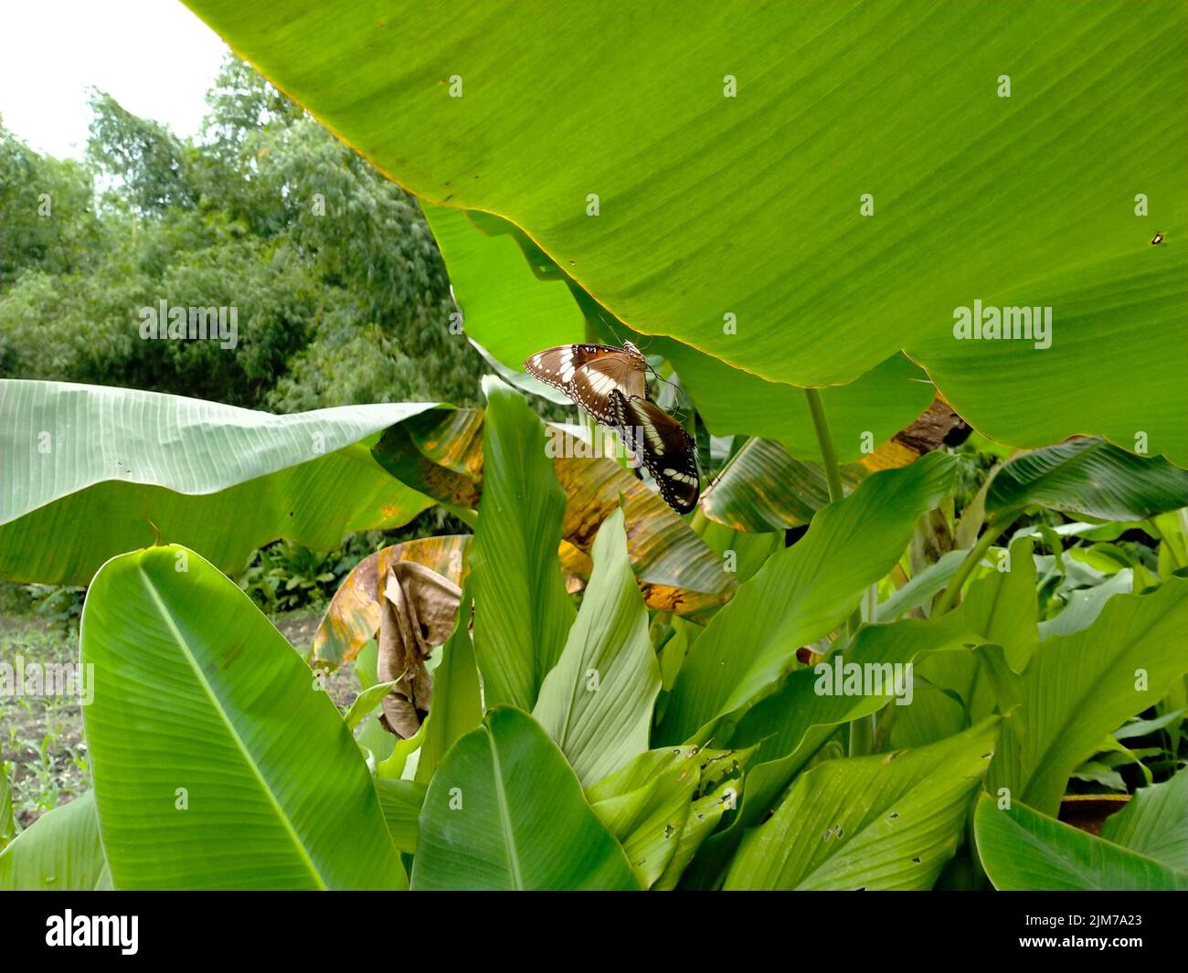 Schmetterlinge paaren sich auf Bananenbaumblättern. Tag im Garten. In der Paarungssaison. Stockfoto