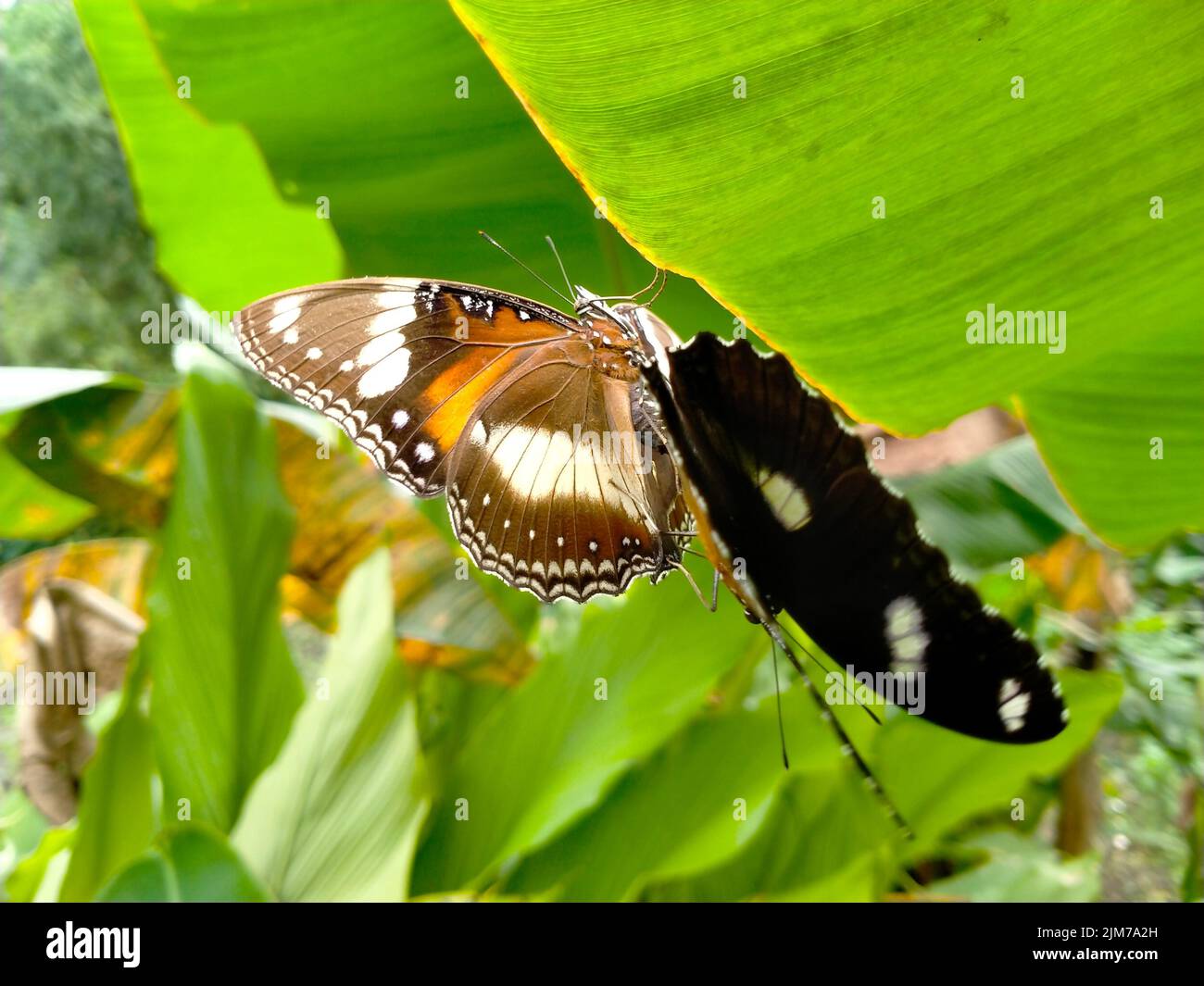 Schmetterlinge paaren sich auf Bananenbaumblättern. Tag im Garten. In der Paarungssaison. Stockfoto