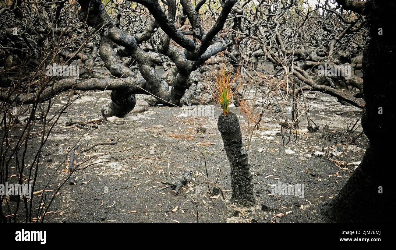Grasbaum wirft nach einem katastrophalen Brand neue Triebe auf Stockfoto