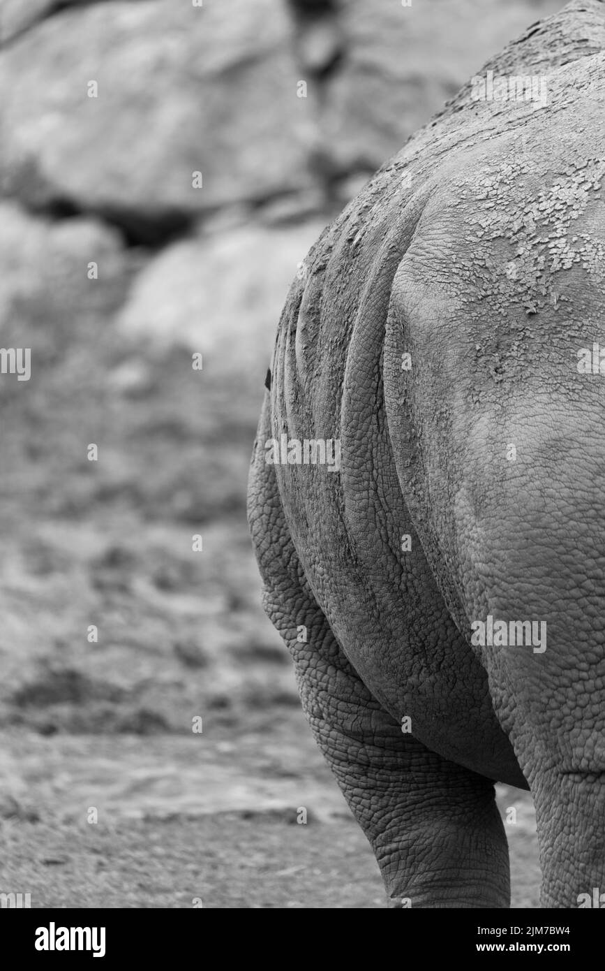 Nahaufnahme des weißen Nashorns, das Gras, Kopf und Körper frisst Stockfoto