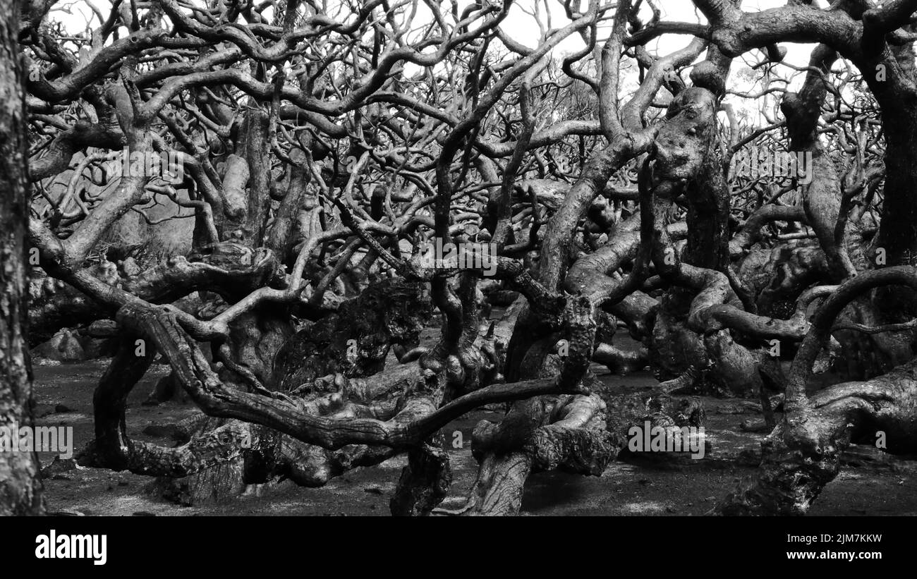Knarrige und verworrene rosige Bäume im Goblin Swamp Stockfoto