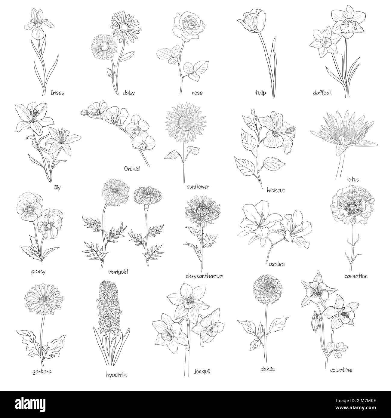 Flora-Set, handgezeichnete Blüten schwarz auf weiß, Vektorgrafik. Stock Vektor