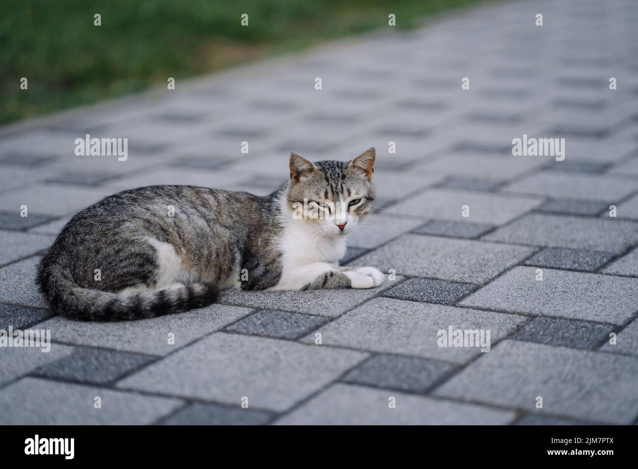 Streunende Katze mit grünen Augen. Flauschige, nicht heimische Katze. Heimatloses Tier auf dem Bürgersteig. Stockfoto