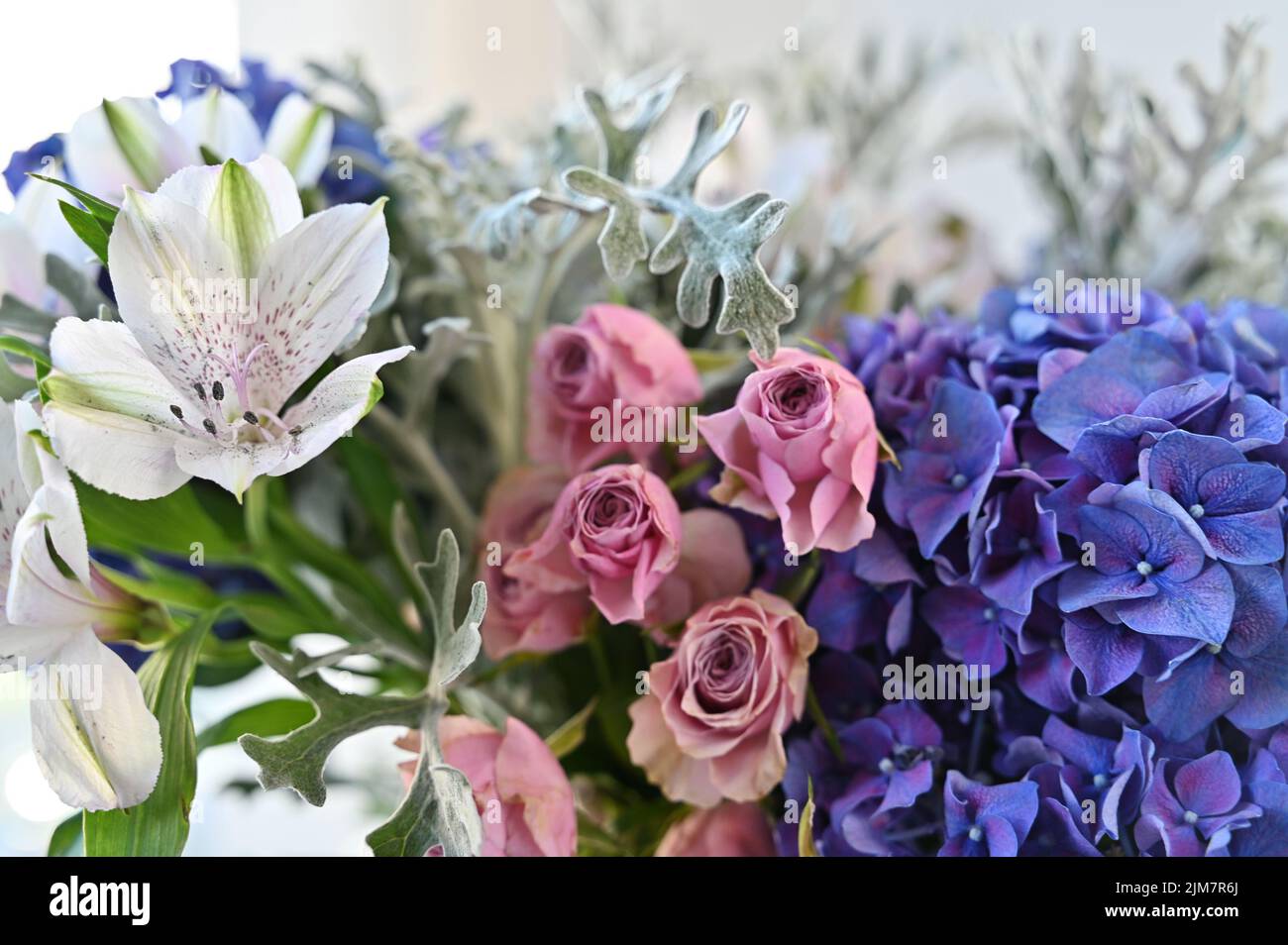 Nahaufnahme einer weißen Alstroemeria-Blume mit zarten kleinen Rosen und blauen Hortensien. Blumenhintergrund für Grußkarten. Weichfokus. Stockfoto