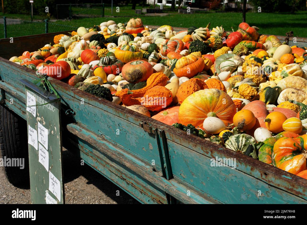 Kürbis Stockfoto