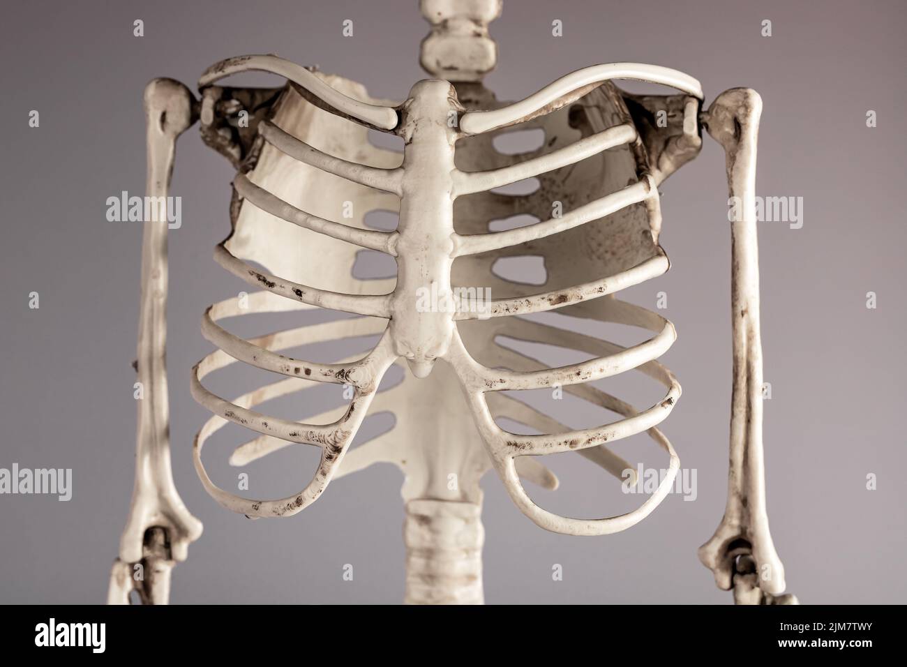 Brustknochen des menschlichen Skeletts. Brustkorb, Wirbelsäule. Anatomie des Skelettsystems, Körperstruktur, medizinisches Bildungskonzept. Hochwertige Fotos Stockfoto