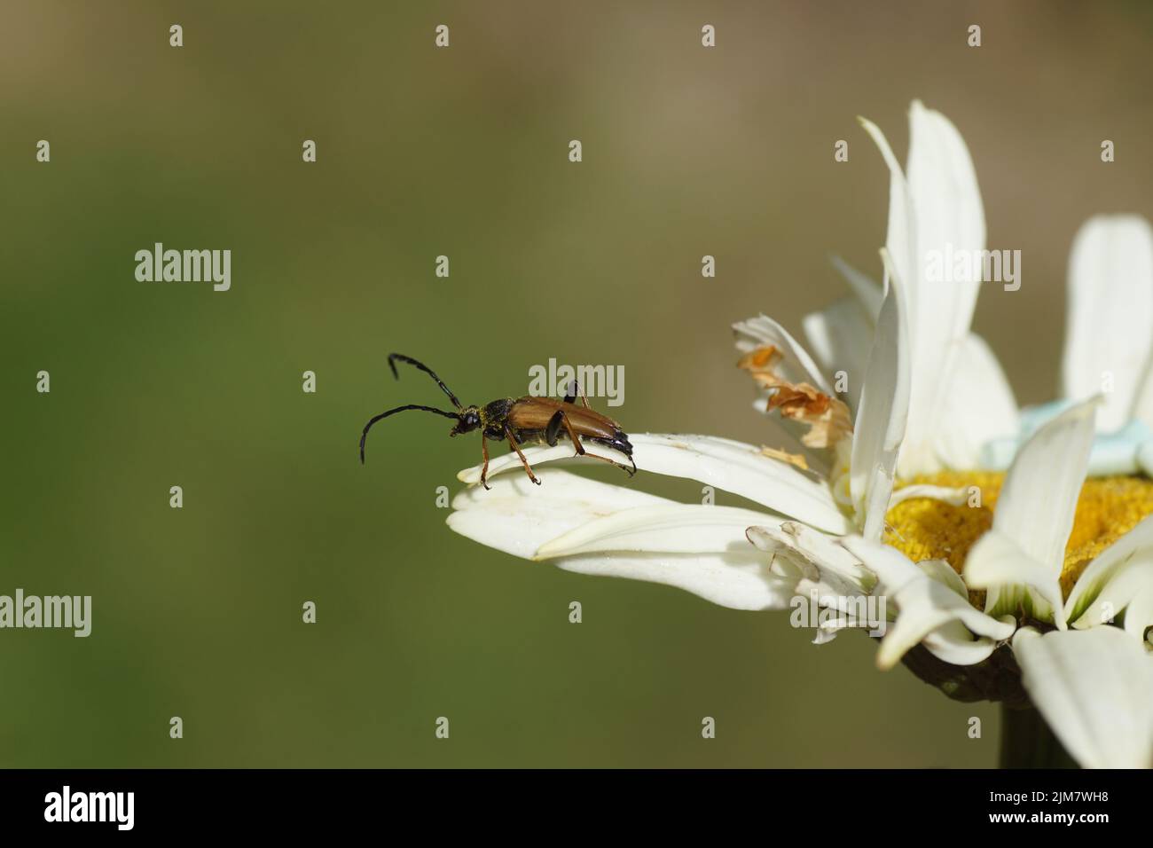 Männlicher rotbrauner Langhornkäfer (Stictoleptura rubra) der Familie der Langhornkäfer (Cerambycidae) auf einer alten Blüte der Shasta-Gänseblümchen Stockfoto