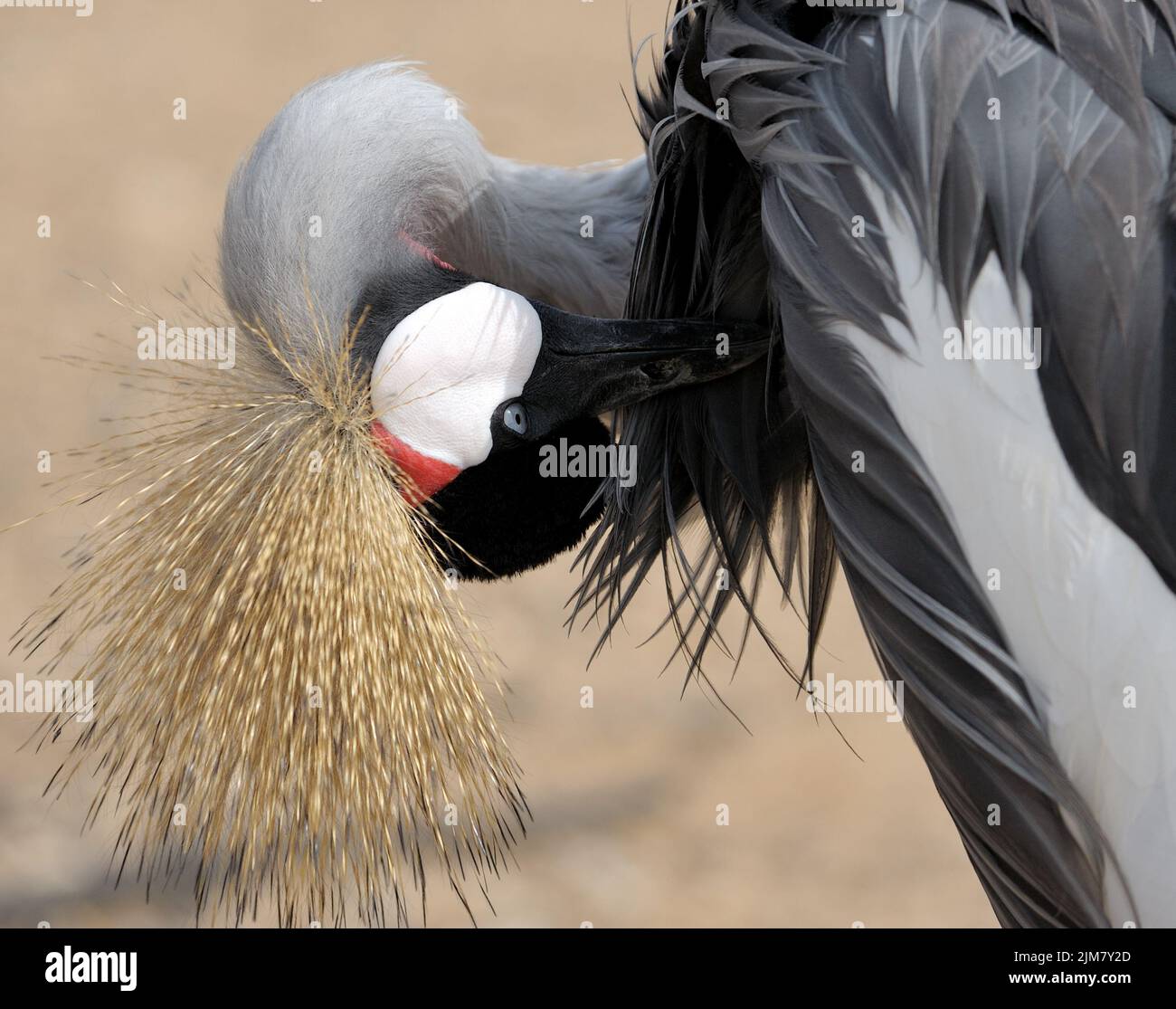Gekrönter Kranich reinigt Federn. Stockfoto