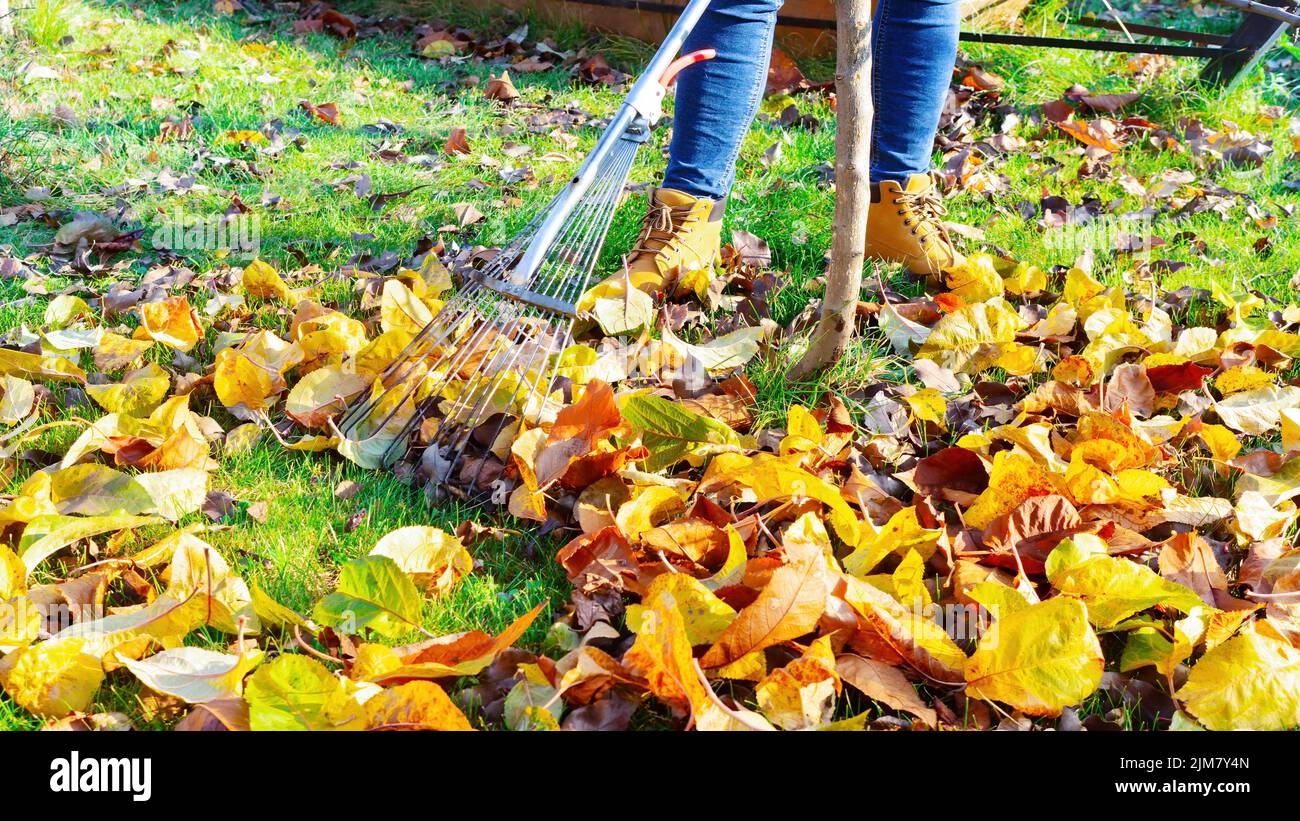 Im Garten reckt ein Metallventilator herabgefallene Blätter. Eine Frau in Jeans reckt im November den Rasen von den Herbstblättern. Pflege von Rasen und Obstgärten Stockfoto