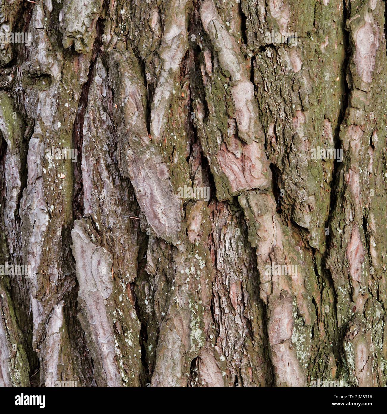 Rinde eines Ulmenbaums Stockfoto