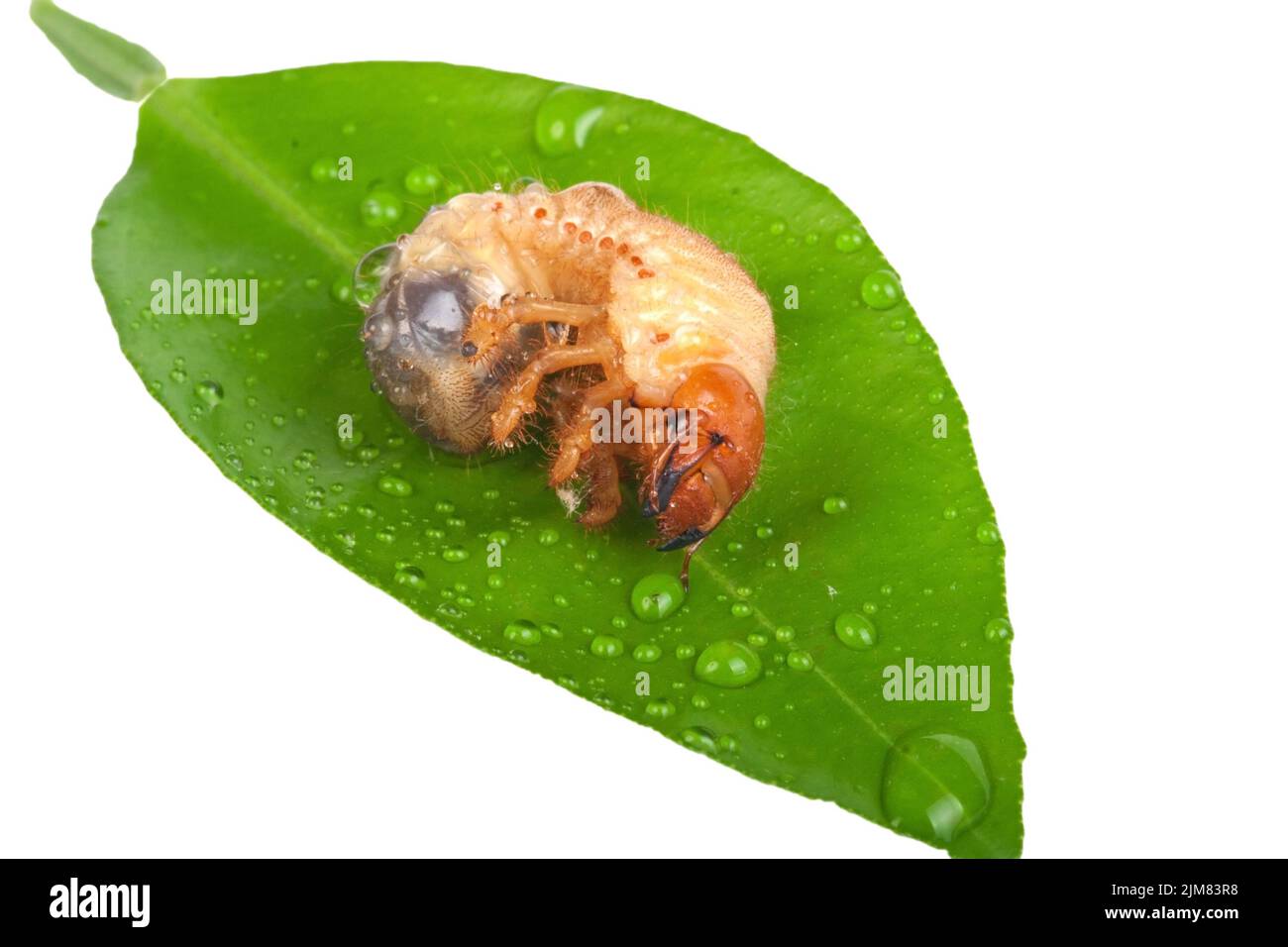 Chafer Larve auf grünes Blatt Stockfoto