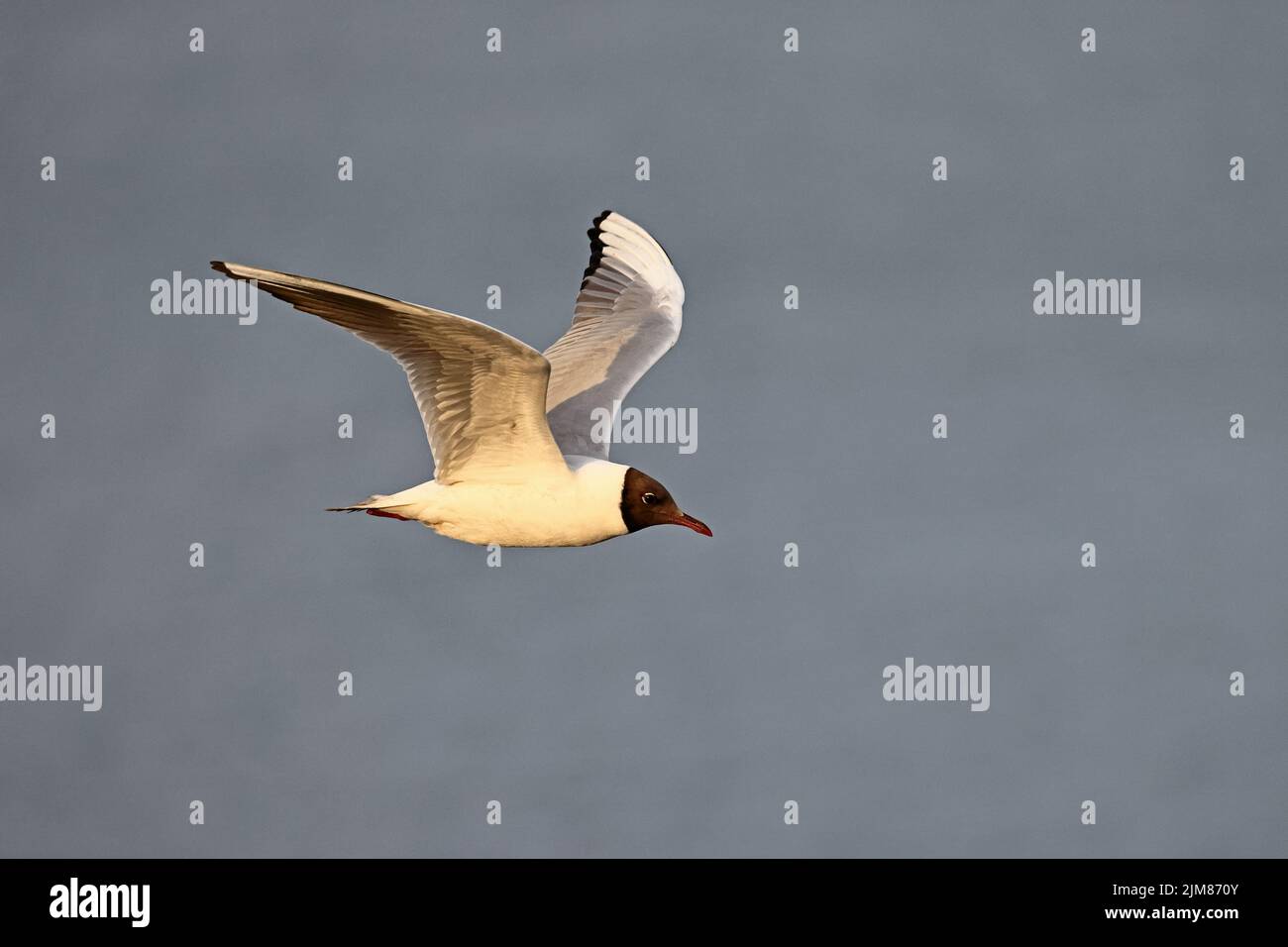 Schwarzkopfmöwe im Brutgefieder im Flug Cemyln Lagoon Wales UK Stockfoto