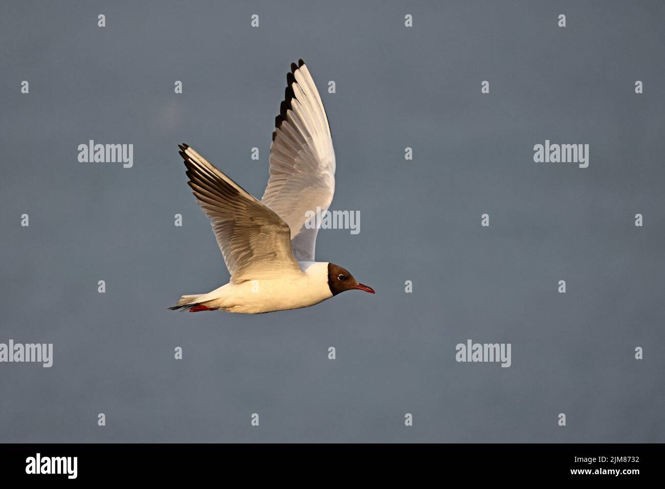 Schwarzkopfmöwe im Brutgefieder im Flug Cemyln Lagoon Wales UK Stockfoto