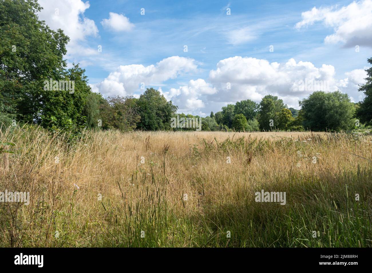 Wasserwiesen am Fluss Itchen in Winchester, Hampshire, England, Großbritannien. Stockfoto