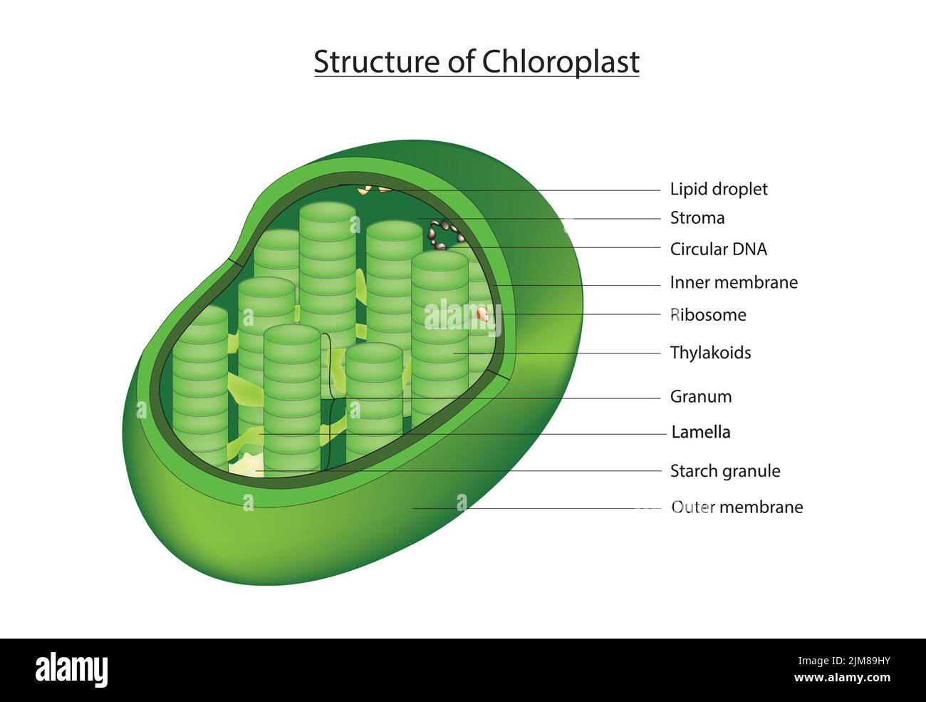 Chloroplast Anatomie Stock Vektor