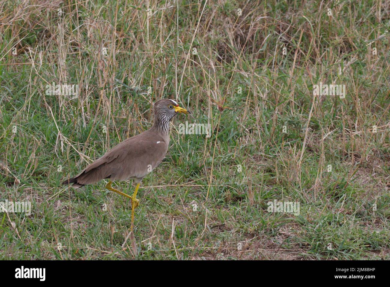 Wattled Plover, Wattled Lapwing Stockfoto