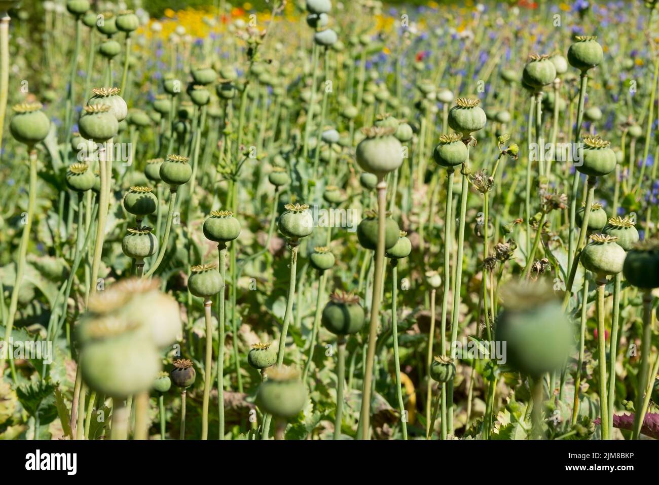 Nahaufnahme von grünen Mohnköpfen papaver-Saatköpfen Mohnblumen oder Mais Mohnblumen wachsen auf einem Feld im Sommer England UK Stockfoto