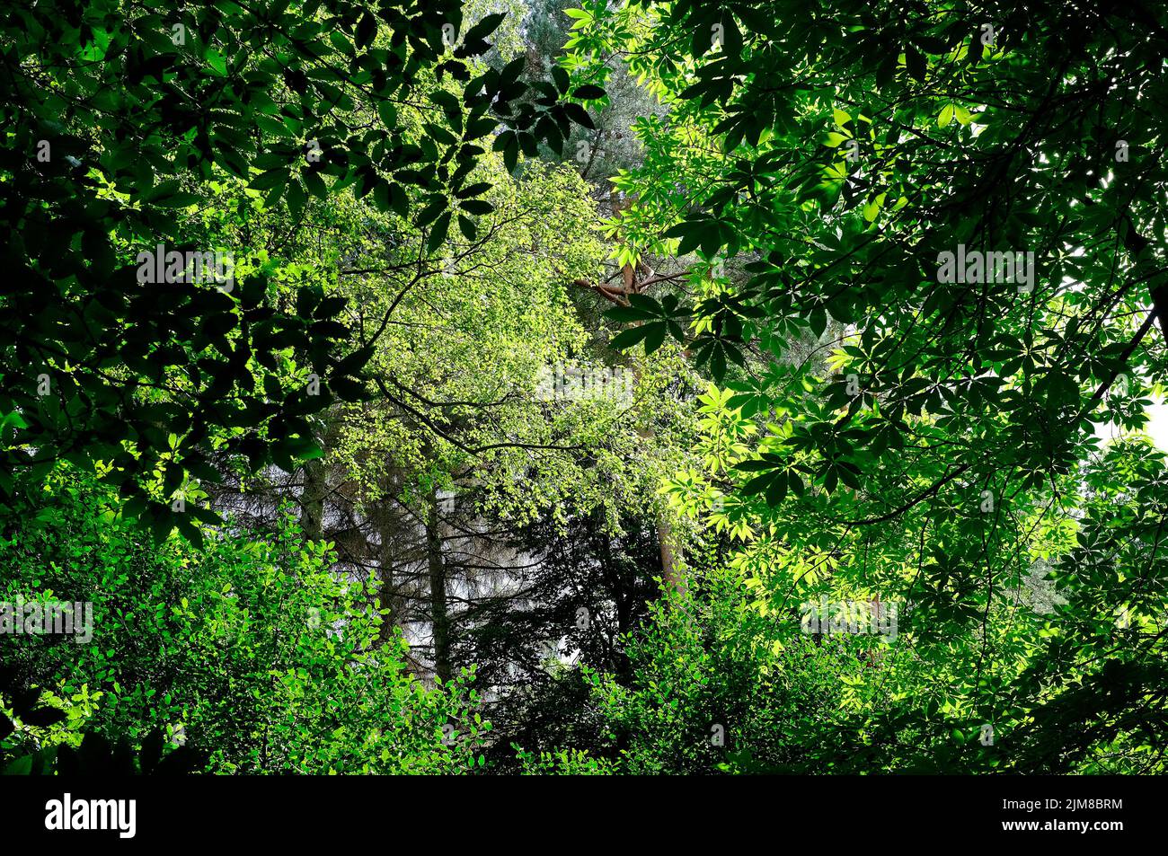 Grüne Blätter auf Waldbäumen Hintergrund Stockfoto