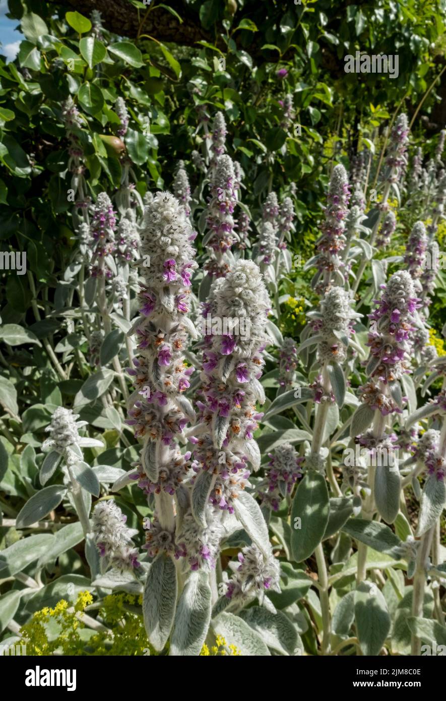 Nahaufnahme von Lämmern Ohr 'Silver Carpet' Blumen (Stachys byzantina) Blütenspitze Blüte im Cottage Garten im Sommer England Großbritannien Stockfoto