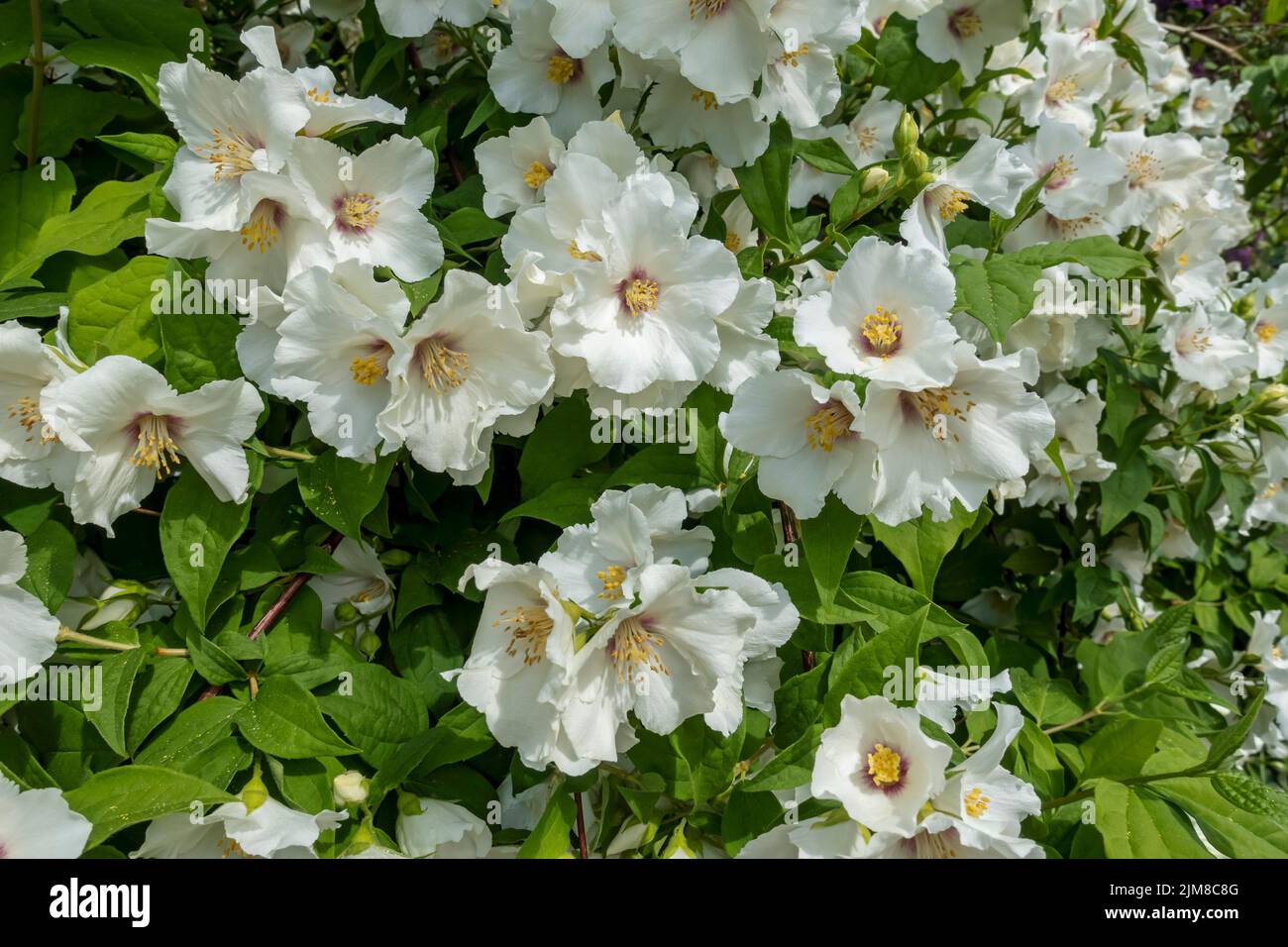 Nahaufnahme von philadelphus coronarius Mock Orange Hortensiaceae weißen Blüten blühende Blume in einem Garten Grenze im Sommer England GB Großbritannien Stockfoto