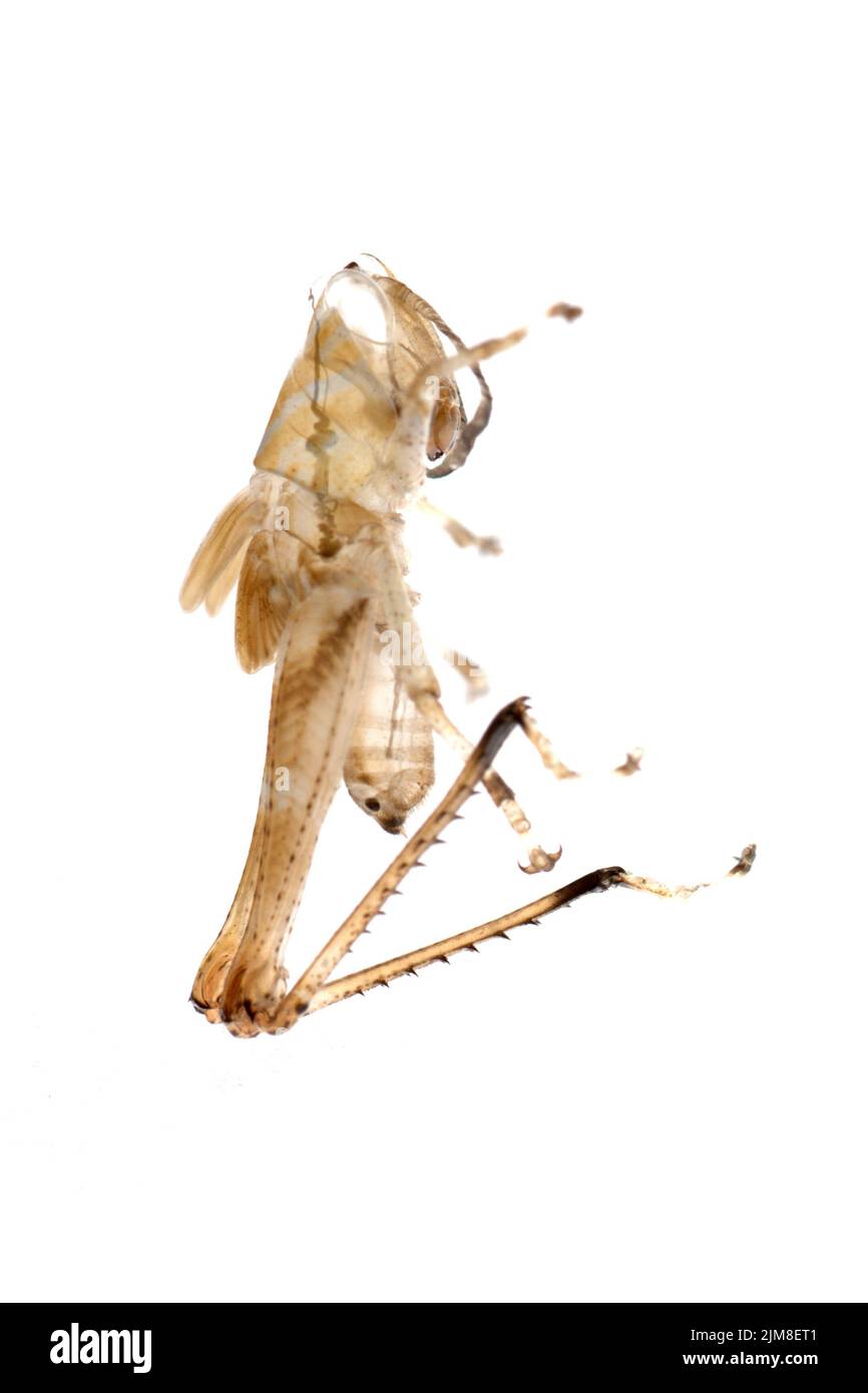 Grasshopper-Mauser Stockfoto