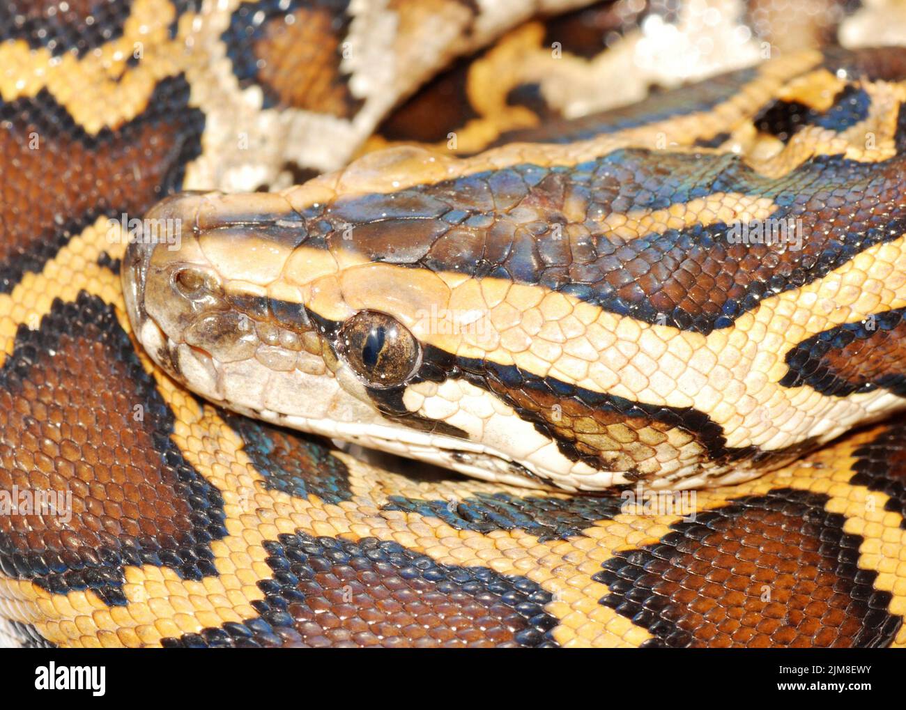Schlangenkopf der Boa aus nächster Nähe Stockfoto