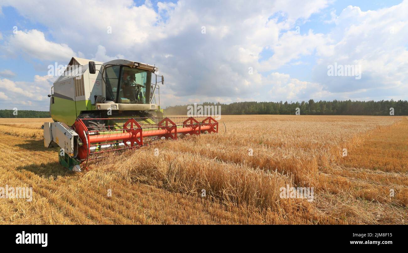 Minsk, Weißrussland. 4. August 2022. Ein Schnitter erntet Getreide in Minsk, Weißrussland, 4. August 2022. Quelle: Henadz Zhinkov/Xinhua/Alamy Live News Stockfoto