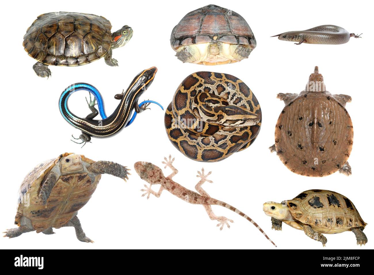 Wildtiersammlung Reptilienschlange Echsenschildkröte und Schildkröte Stockfoto