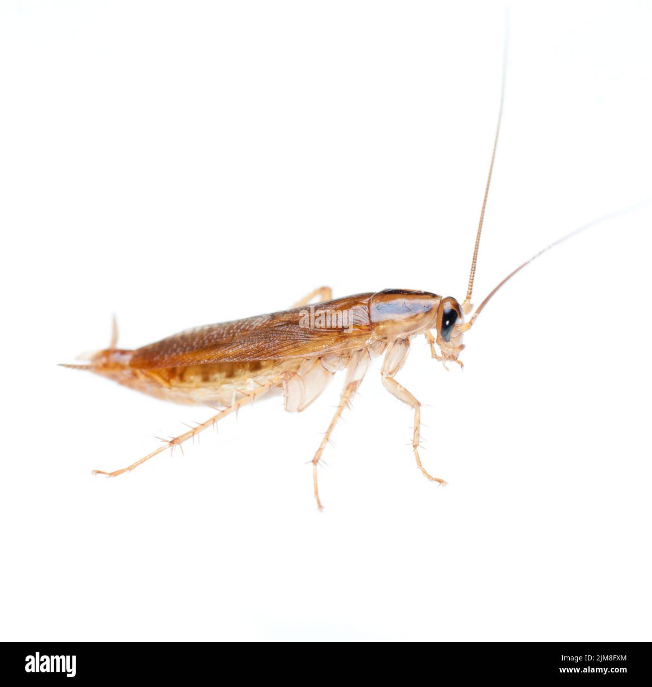 Kakerlake isoliert Stockfoto