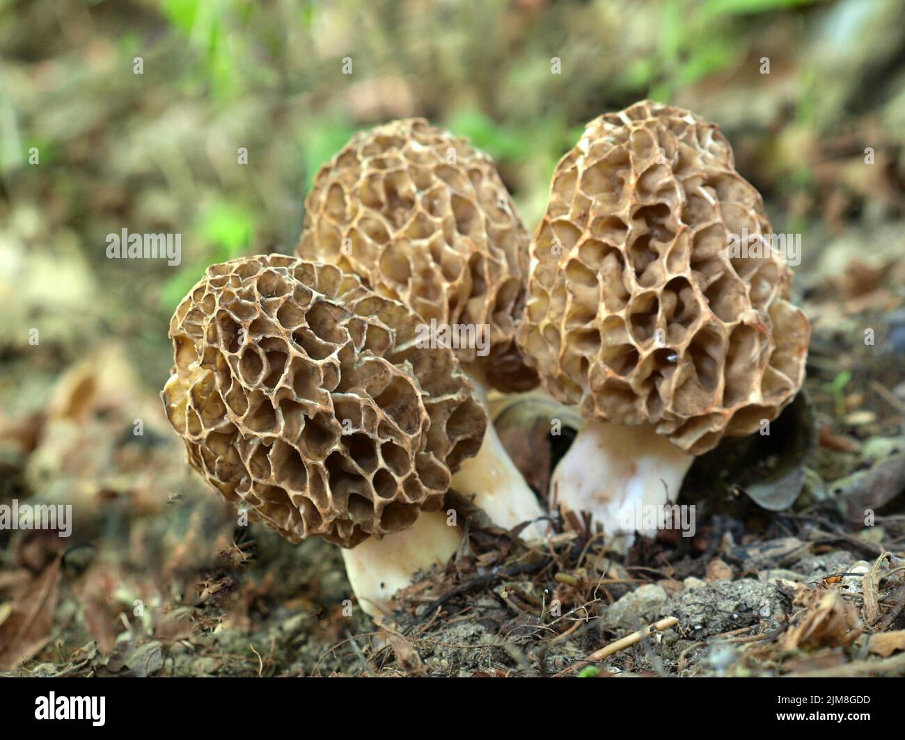 Gemeinsamen Morel - Morchella esculenta Stockfoto