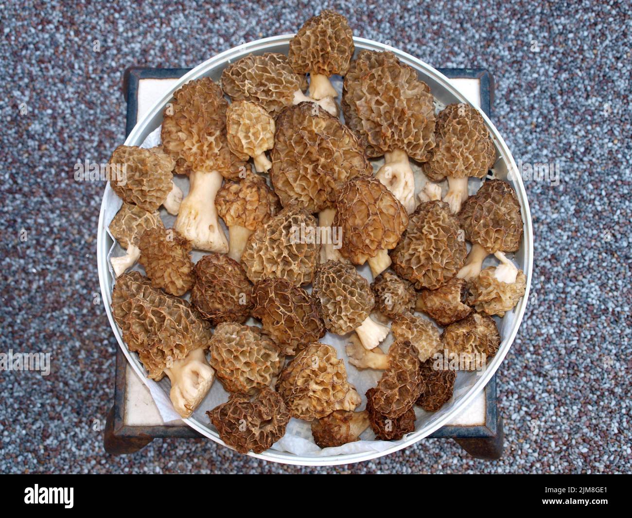 Morchella esculenta Stockfoto