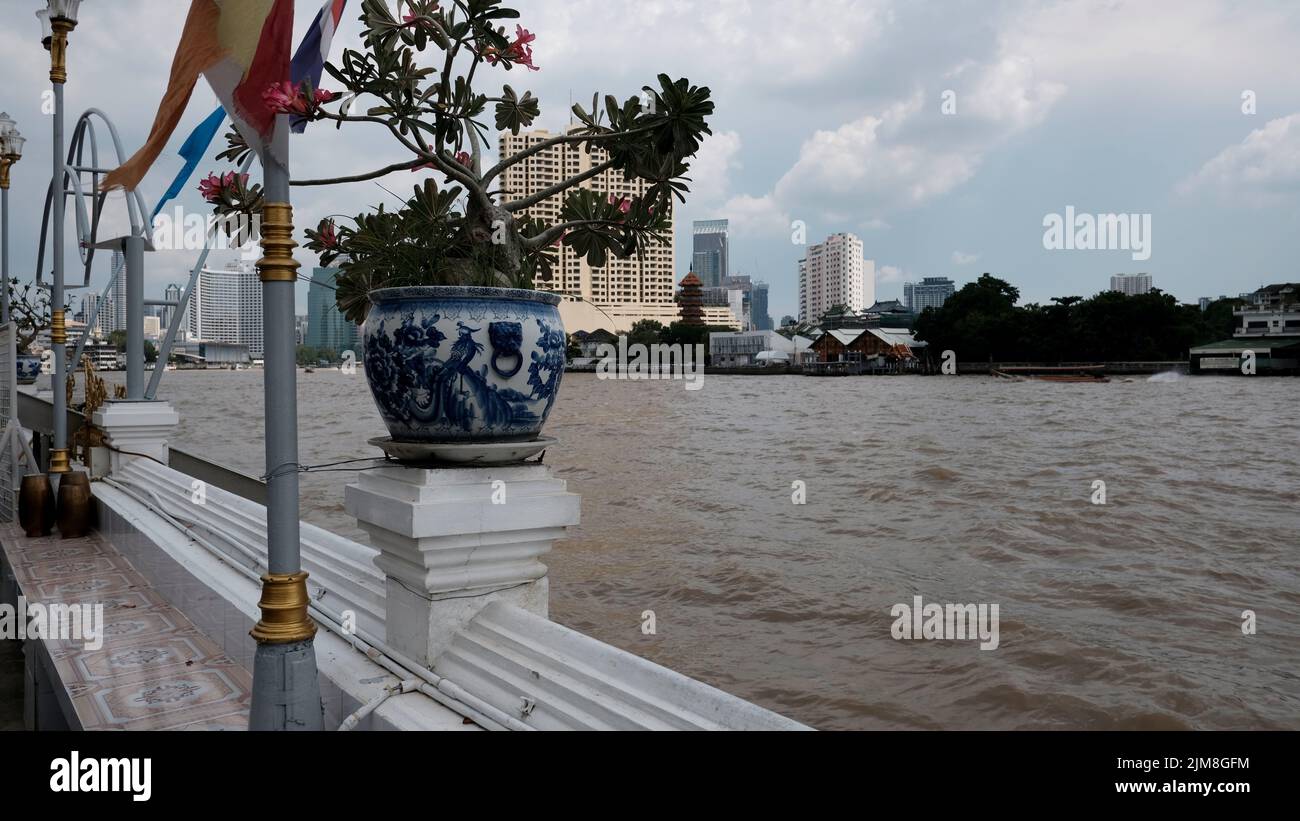 Hibiskus-Pflanzen am Chao Phraya-Fluss Bangkok Thailand Stockfoto