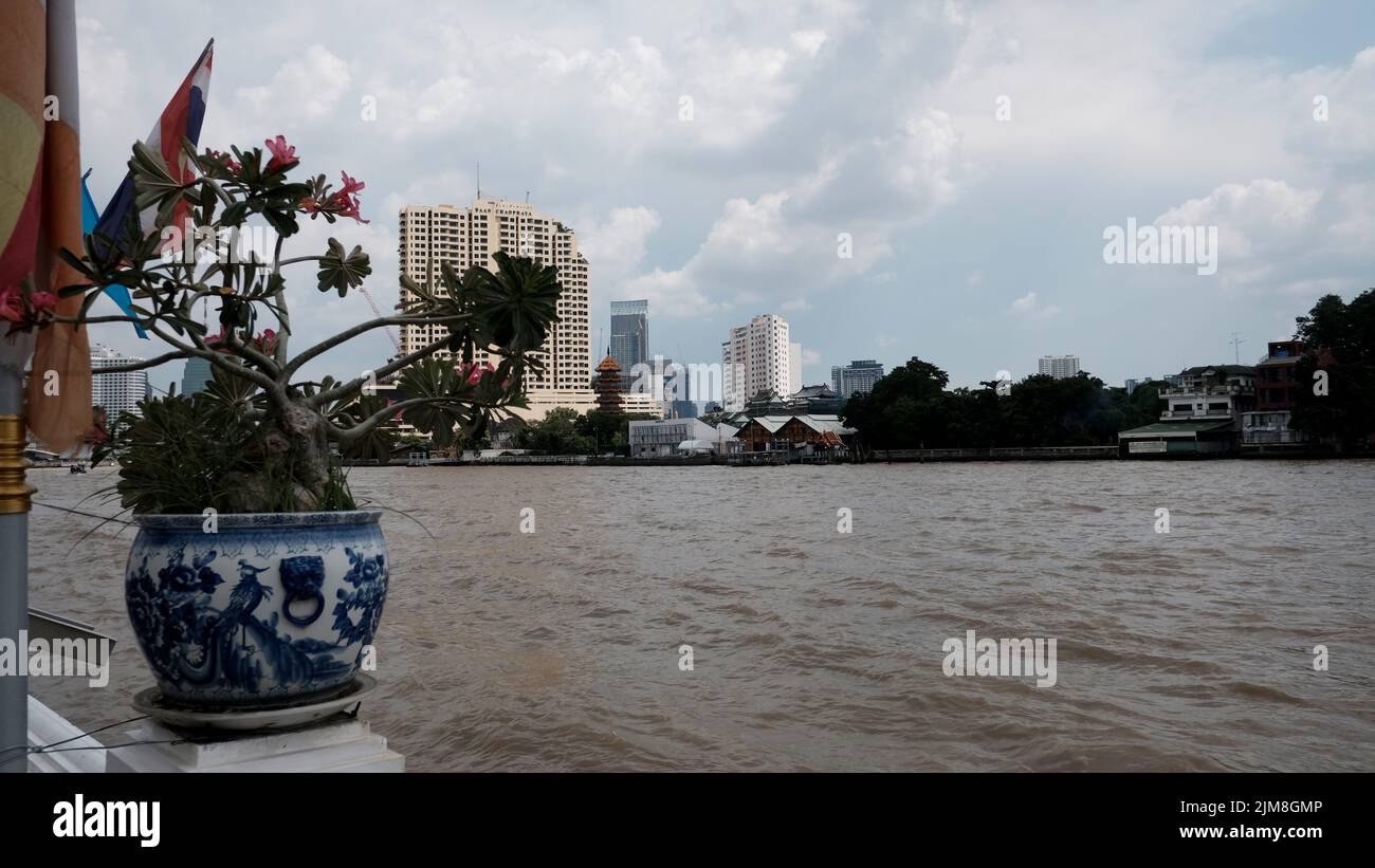 Hibiskus-Pflanzen am Chao Phraya-Fluss Bangkok Thailand Stockfoto