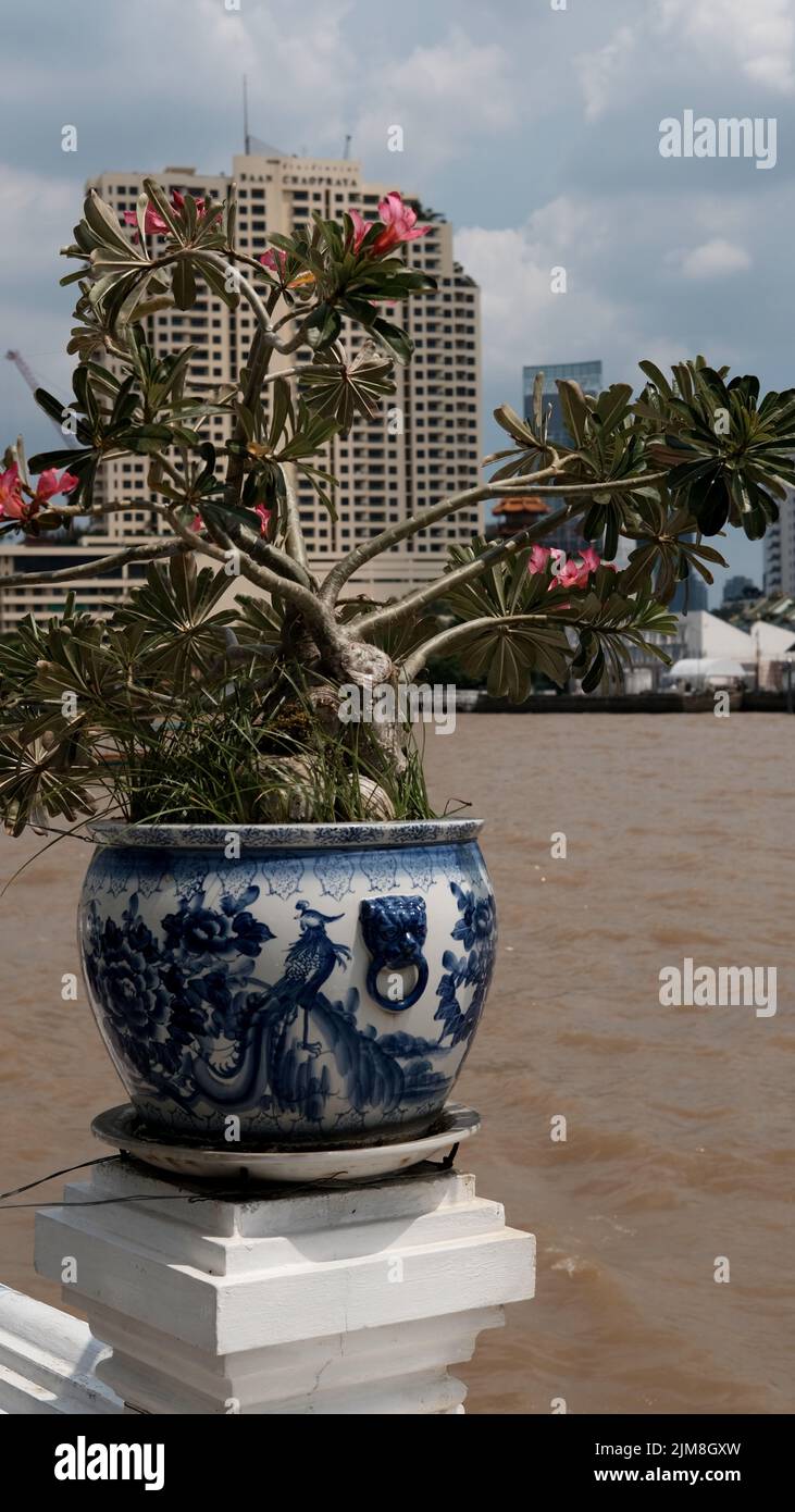 Hibiskus-Pflanzen am Chao Phraya-Fluss Bangkok Thailand Stockfoto