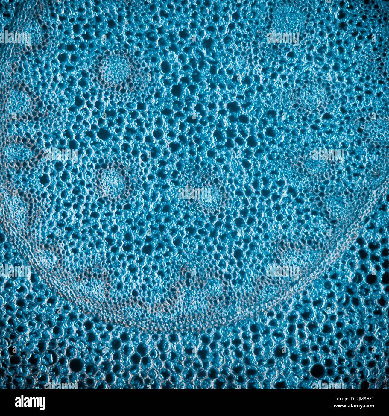 Wissenschaft Mikrograph Pflanzenwurzelgewebe Stockfoto