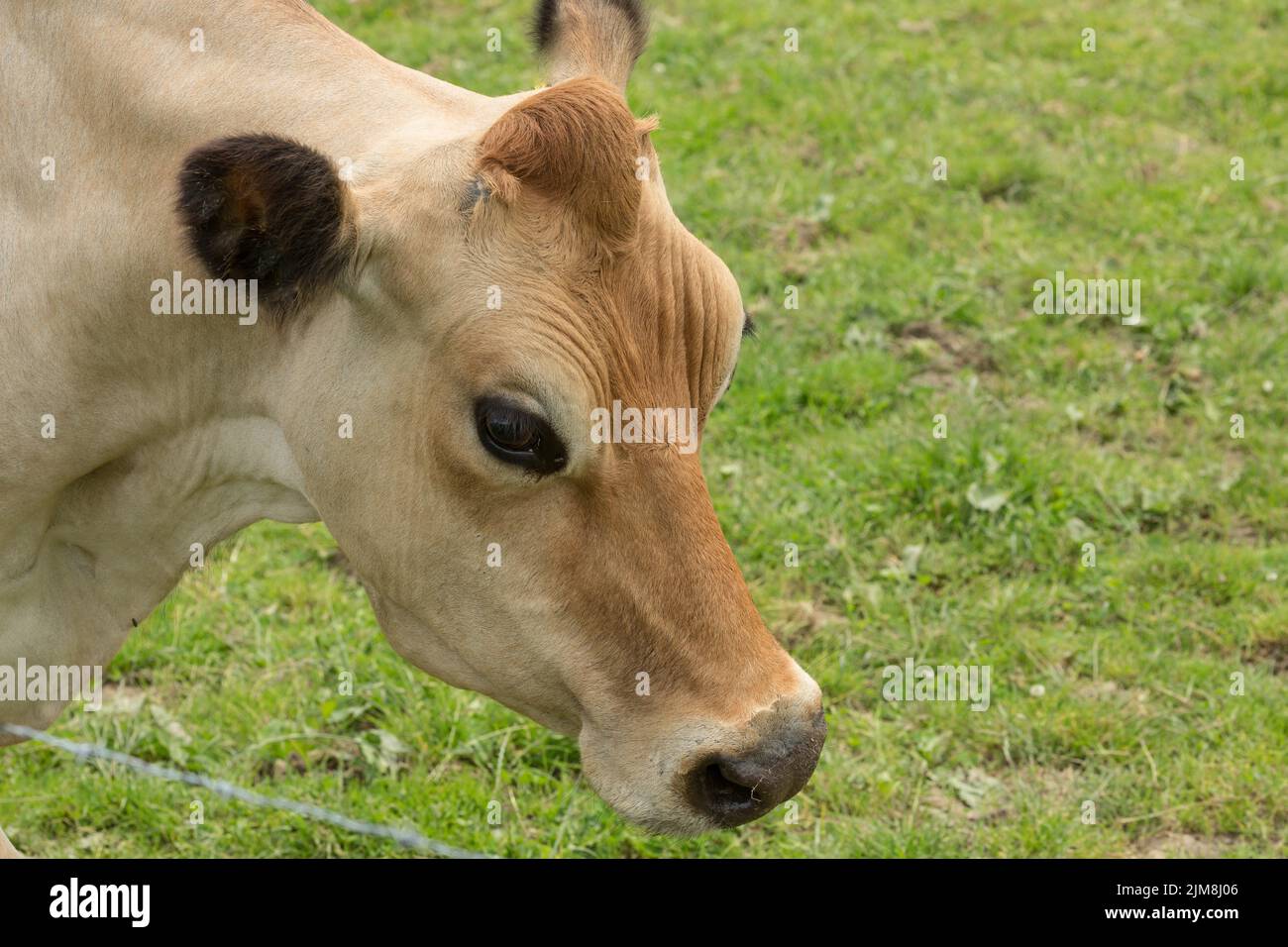 Nahaufnahme eines Viehs auf einer grünen Wiese Stockfoto