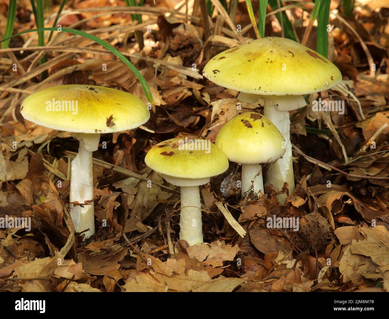 Knollenblätterpilz, Amanita phalloides Stockfoto